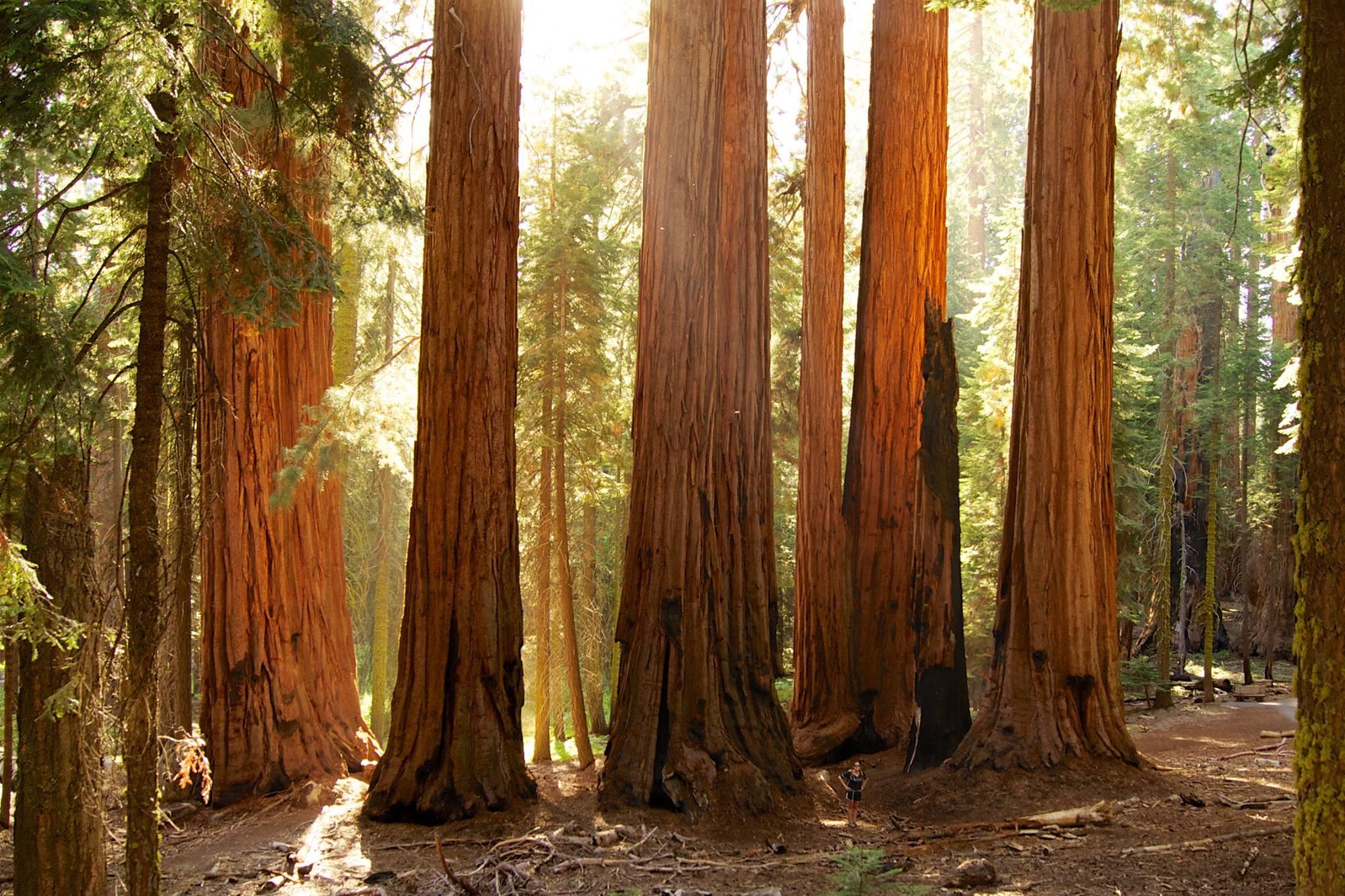 Sunlight shining through a group of large sequoia trees.