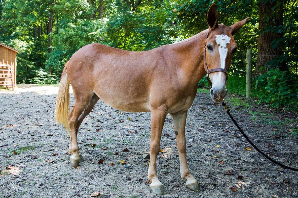 A blonde mule with a white blaze with brown spots