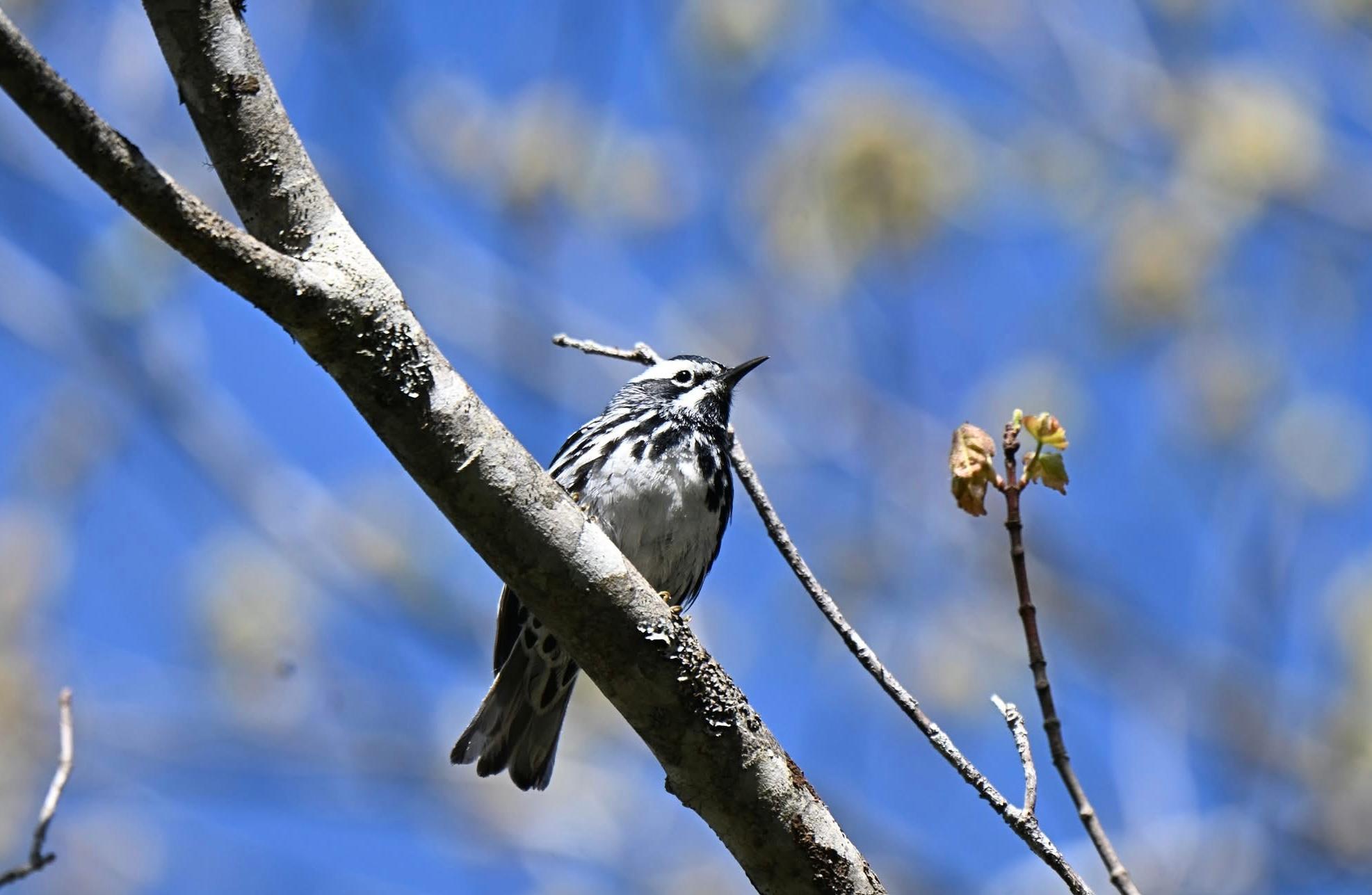 Black and white bird perched on a branch with a blue background.