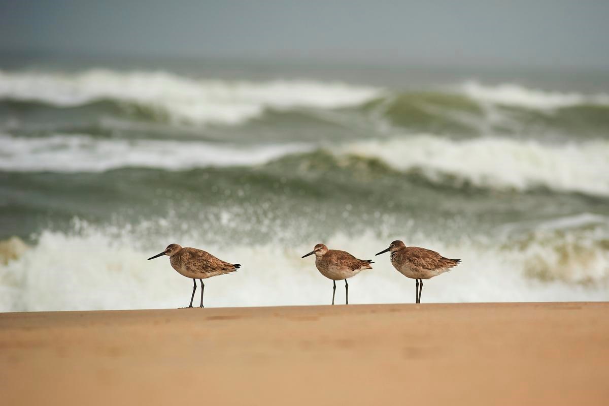 Beach Birds