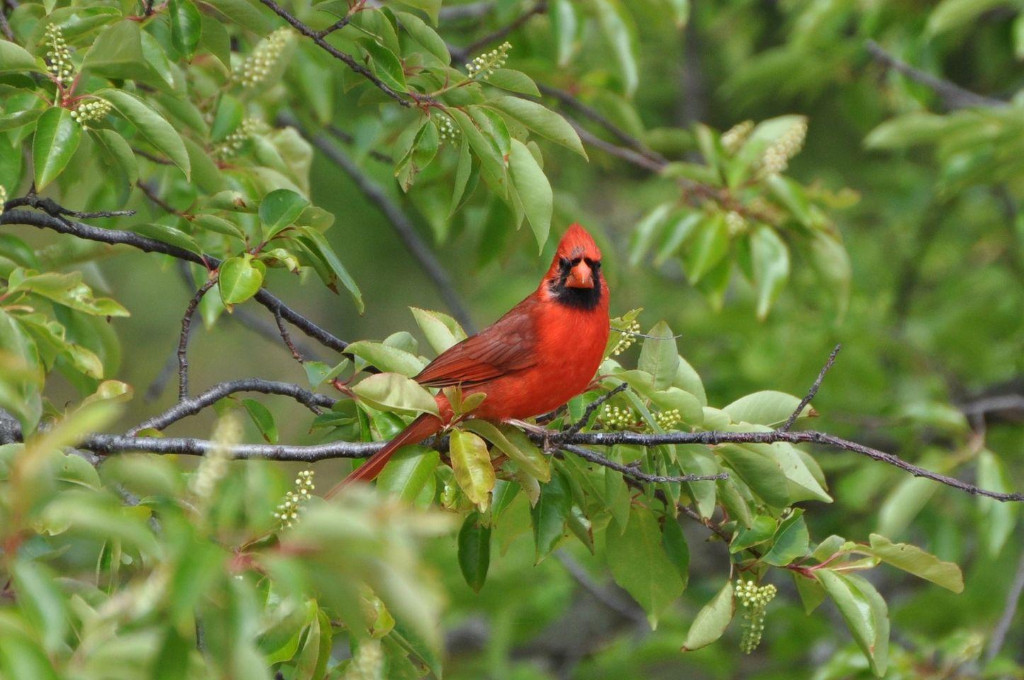 Red bird in tree