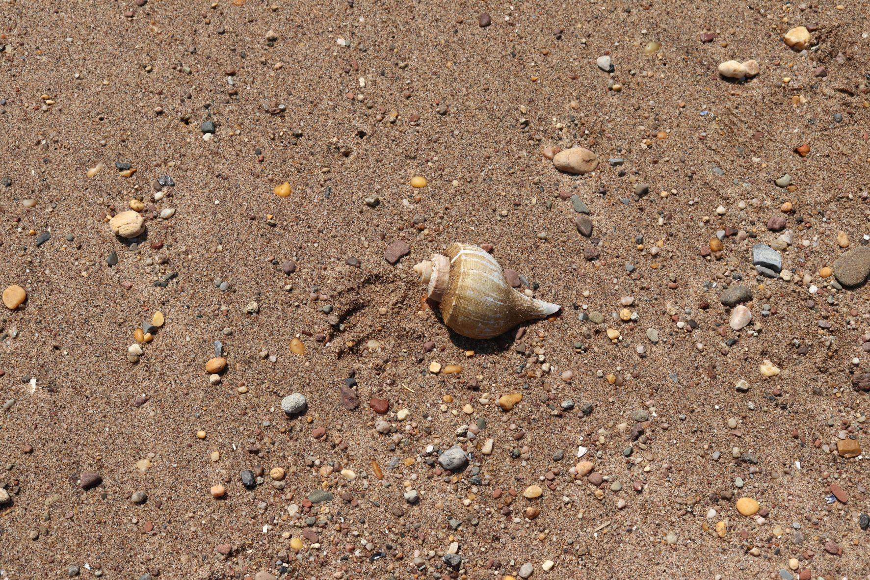 Whelk shell on beach