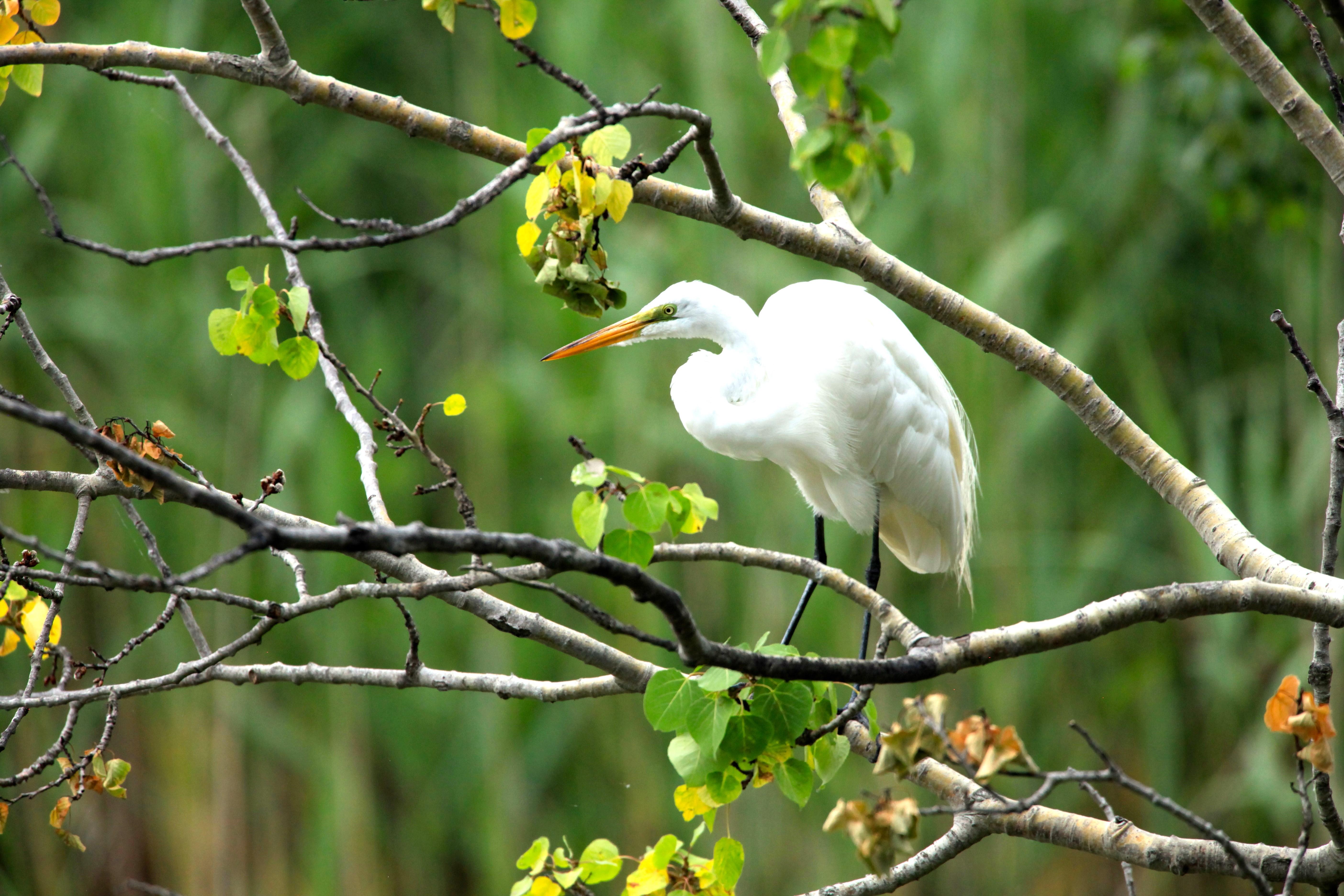 White Great egret standing on branch in tree
