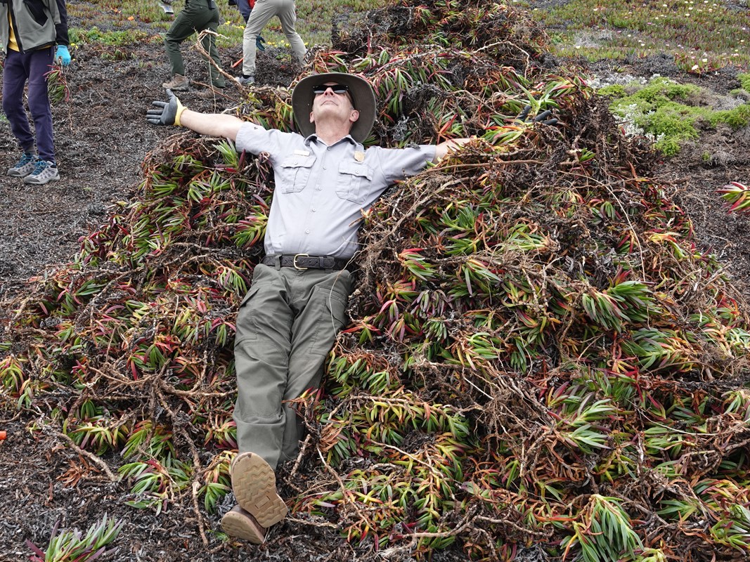 A man in a ranger uniform lays, arms outstretched, in a large pile of green and brown ice plant.