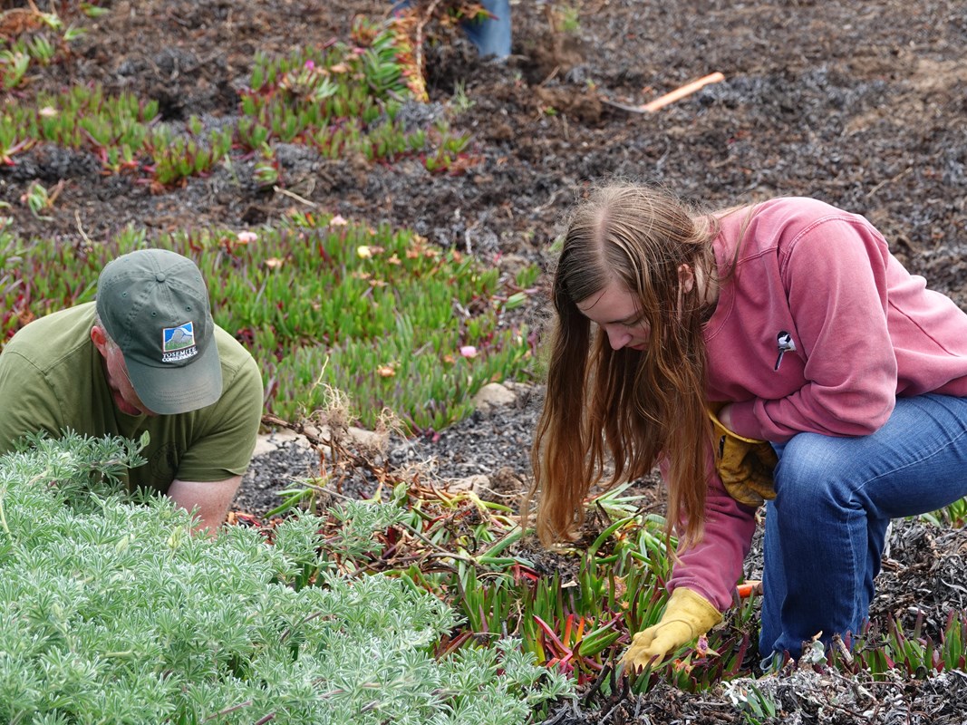 A person in a ball cap and a person in a pink sweater pull dune plants, side by side.