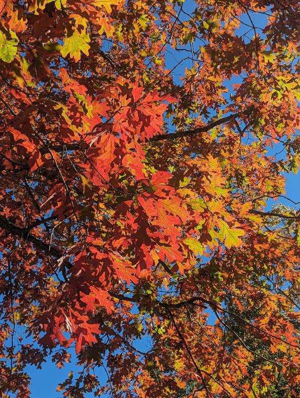 Bright red and orange leaves on an oak tree with a bright blue sky background.