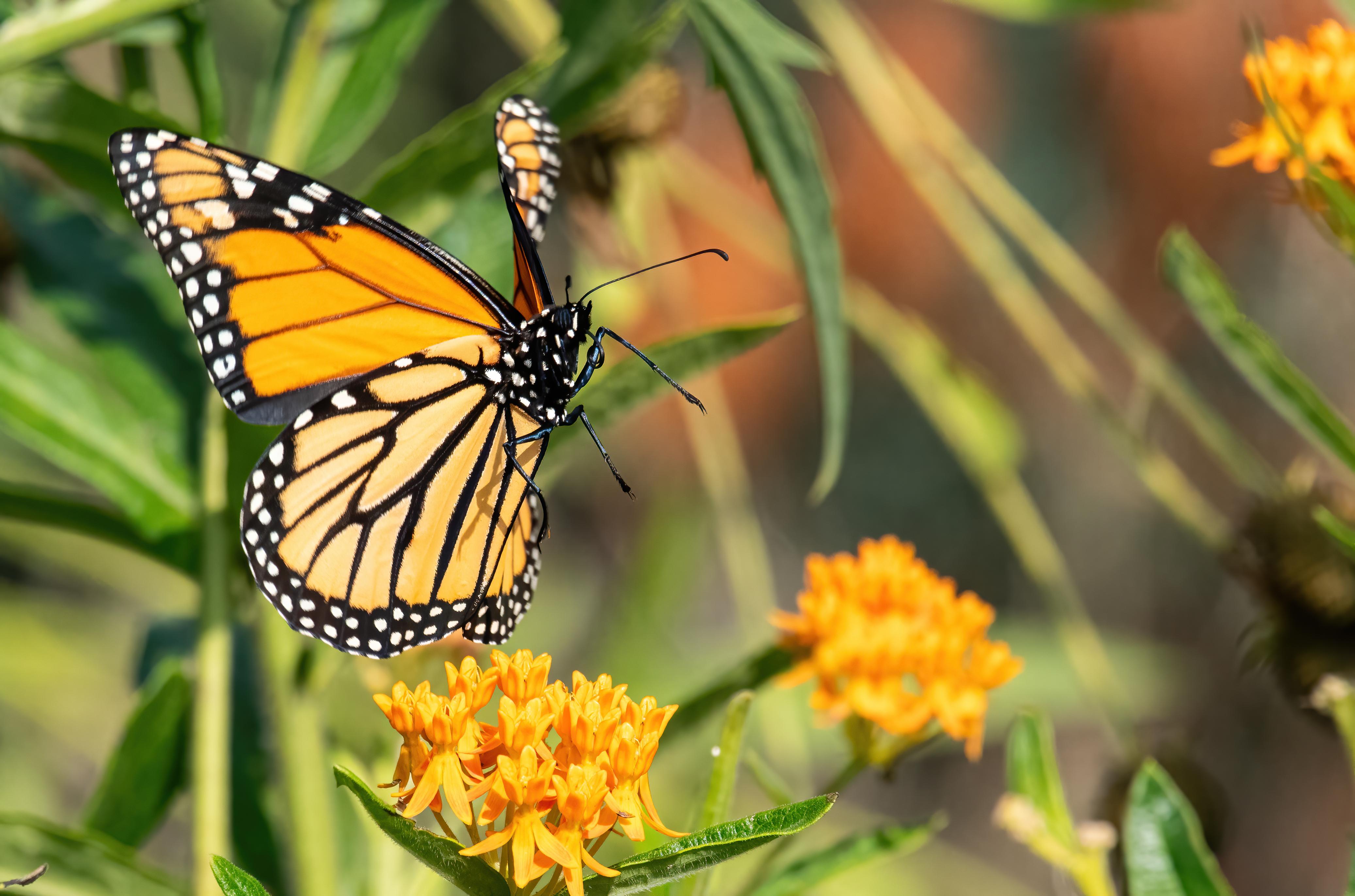 orange and black winged butterfly in tall green grass