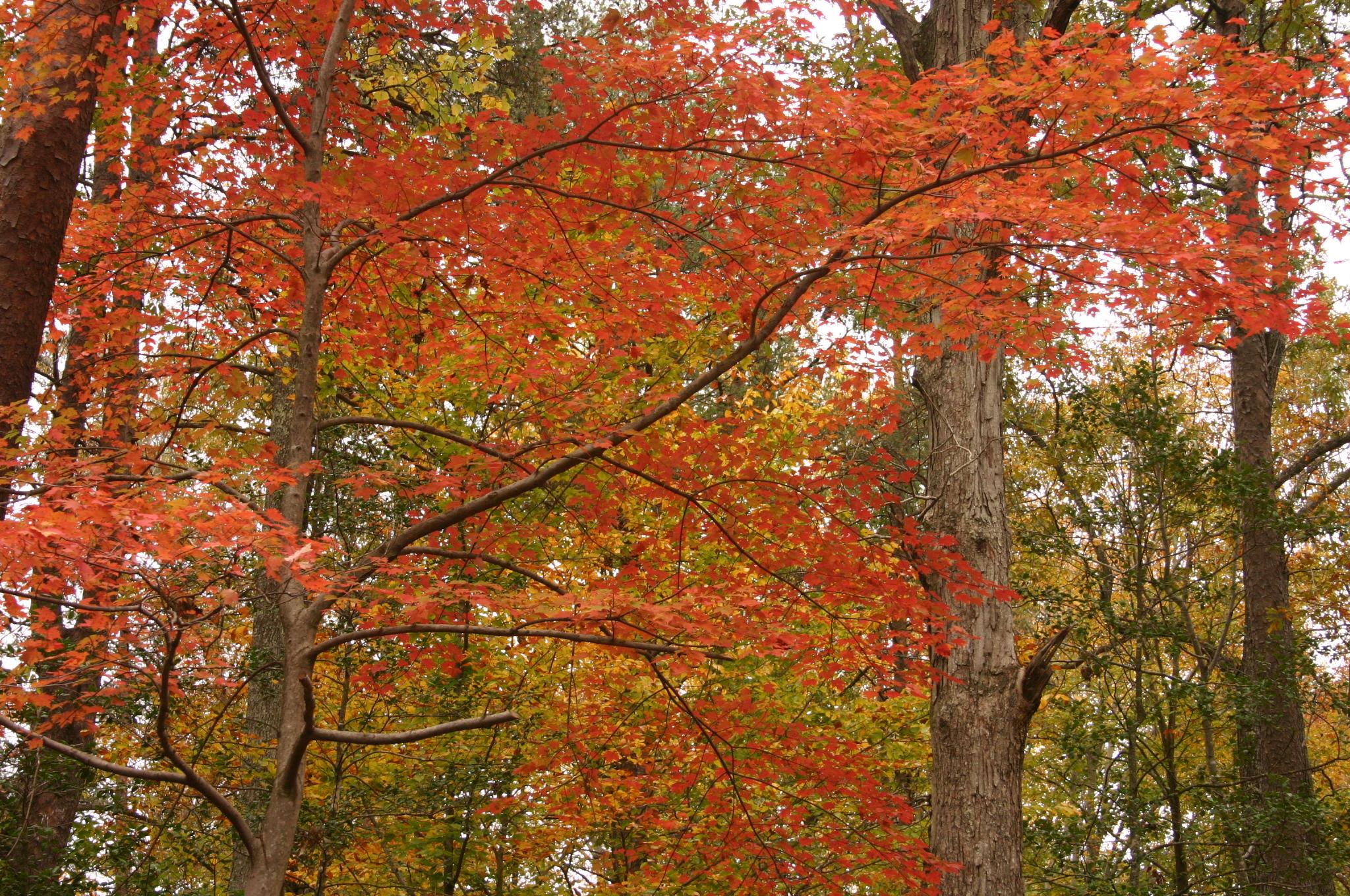 Red orange leaves on a tree in fall