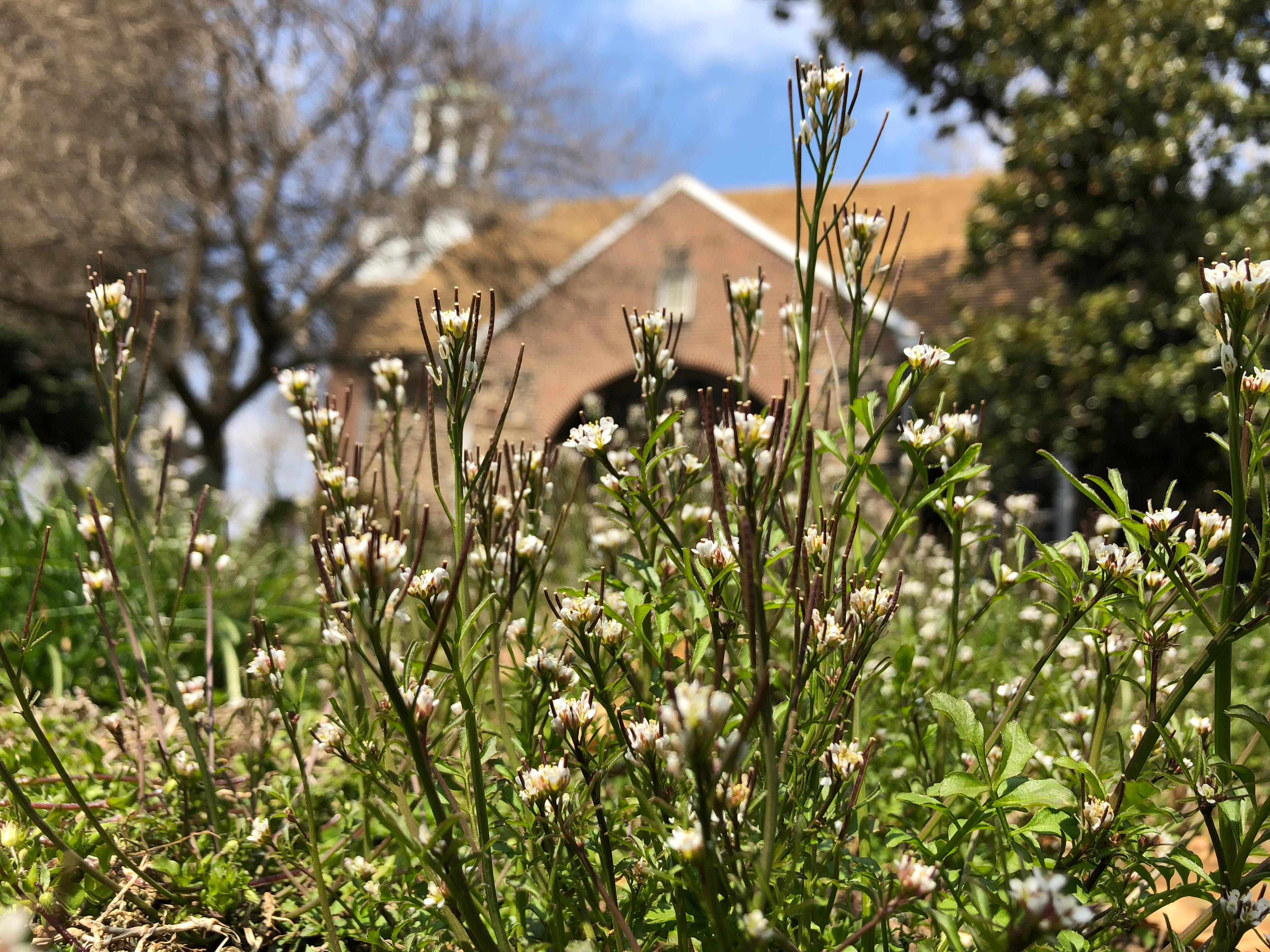 Pollinator Garden Planting Day