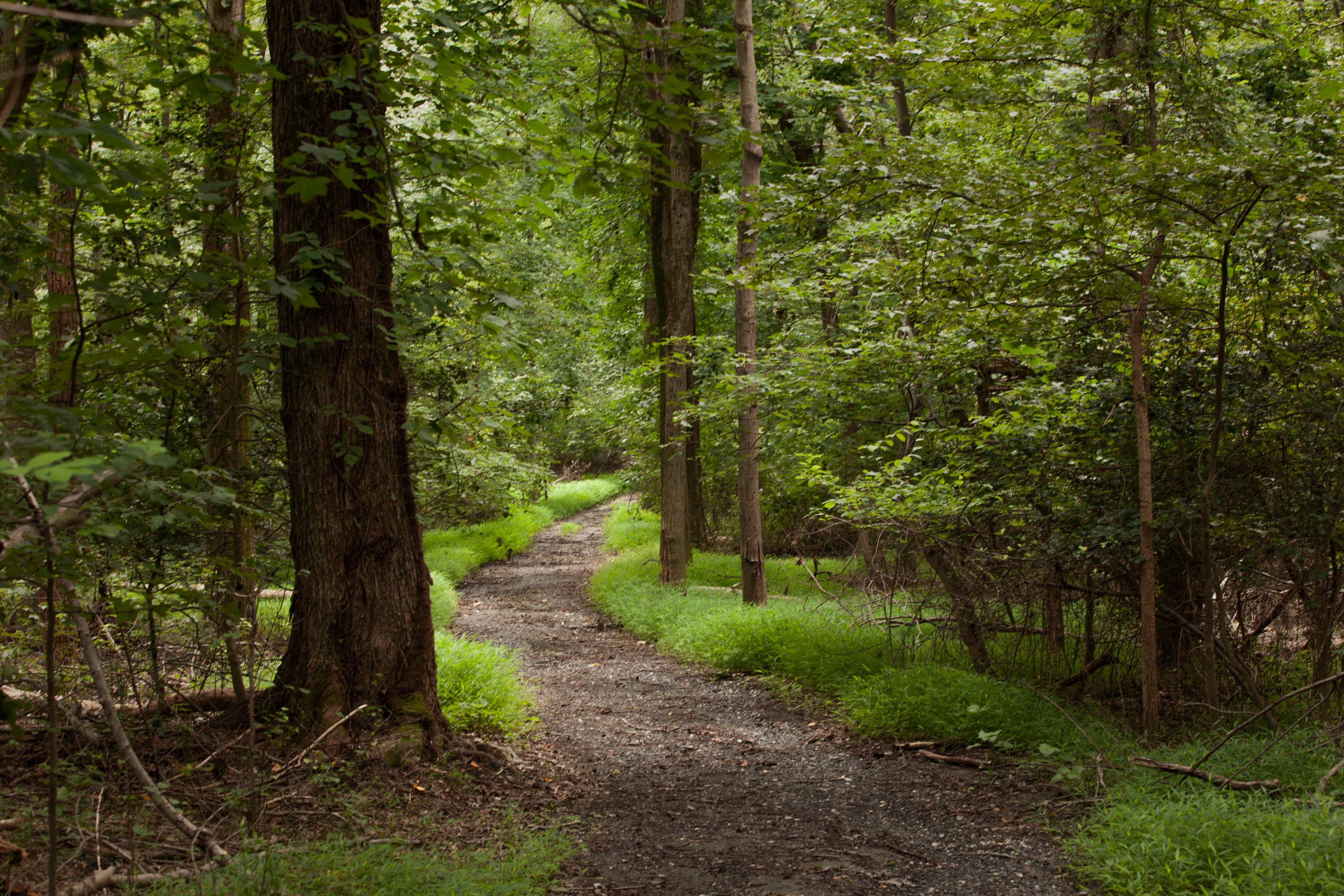 A hiking trail through the forest.
