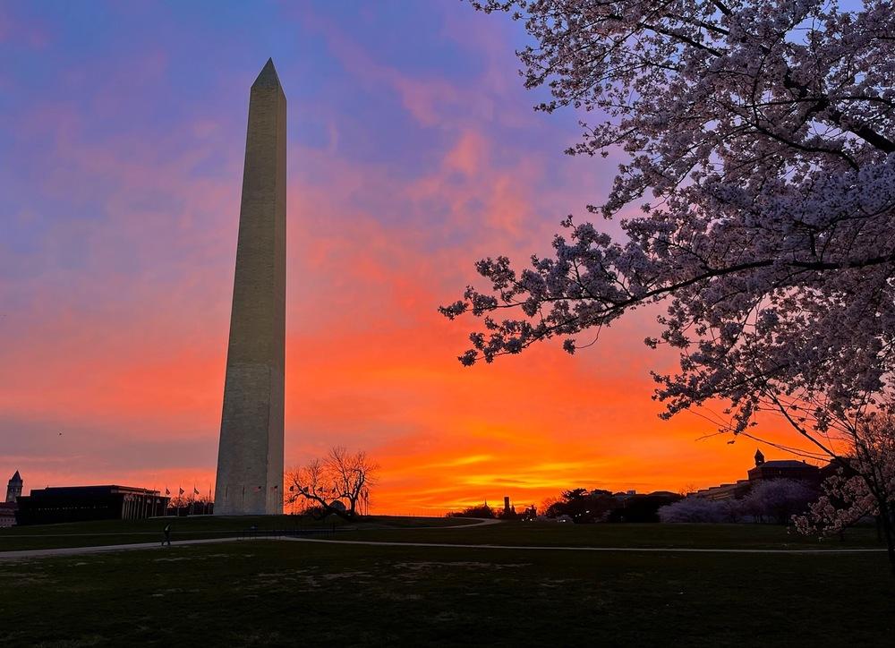 Tall obelisk monument near cherry blossoms in bloom at a colorful sunrise