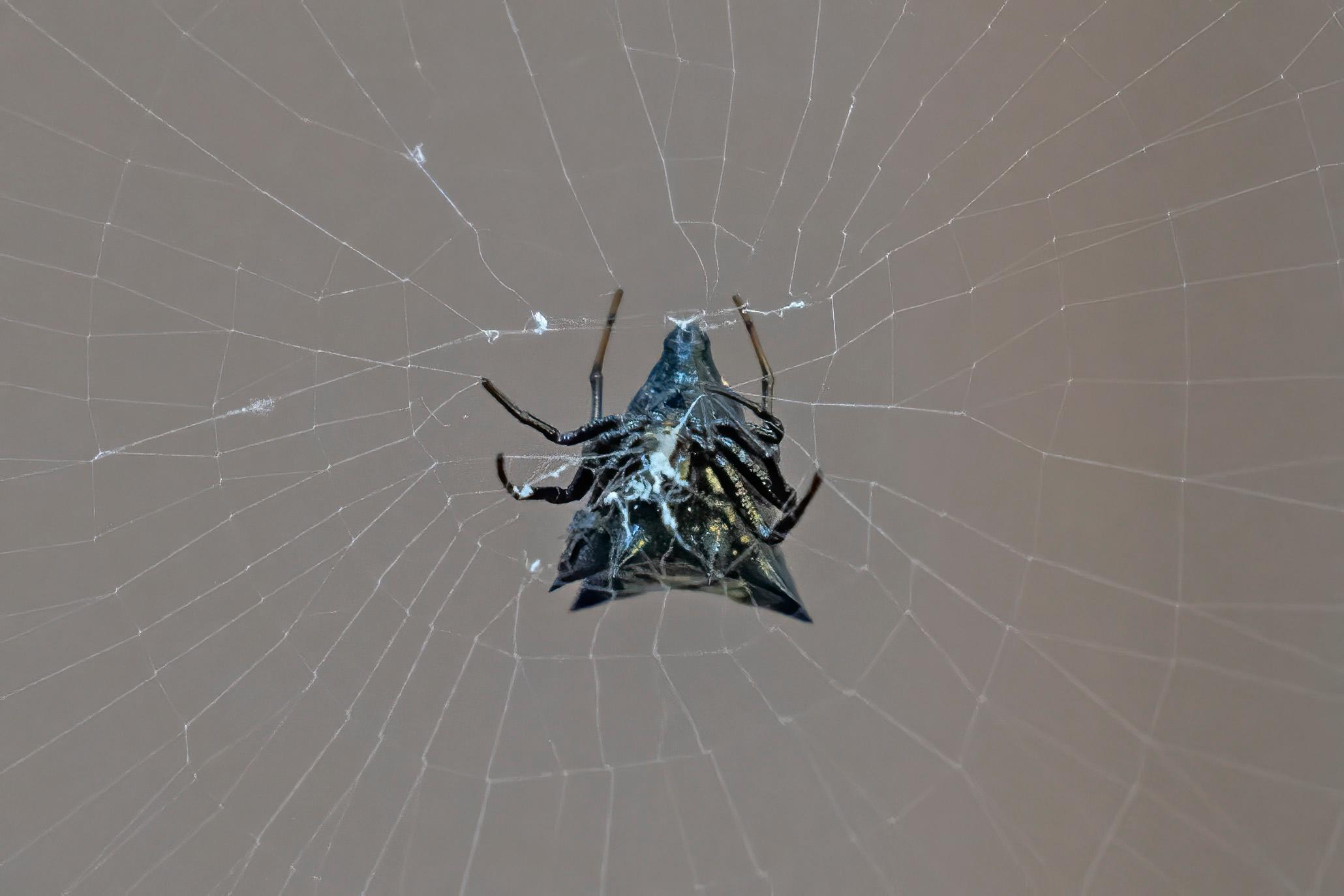 The black underside of a spider on a web.