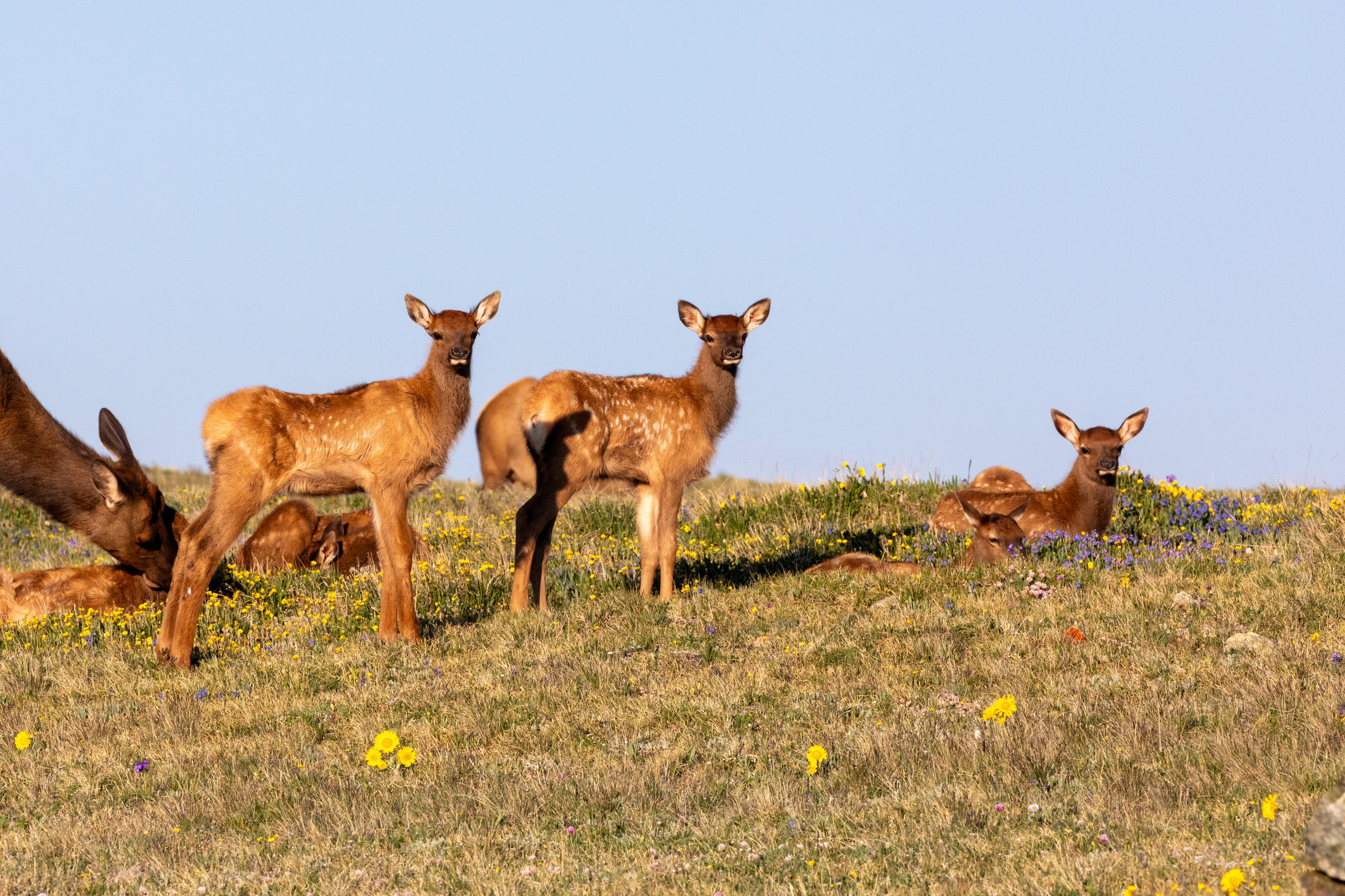 Elk calves on tundra grasses