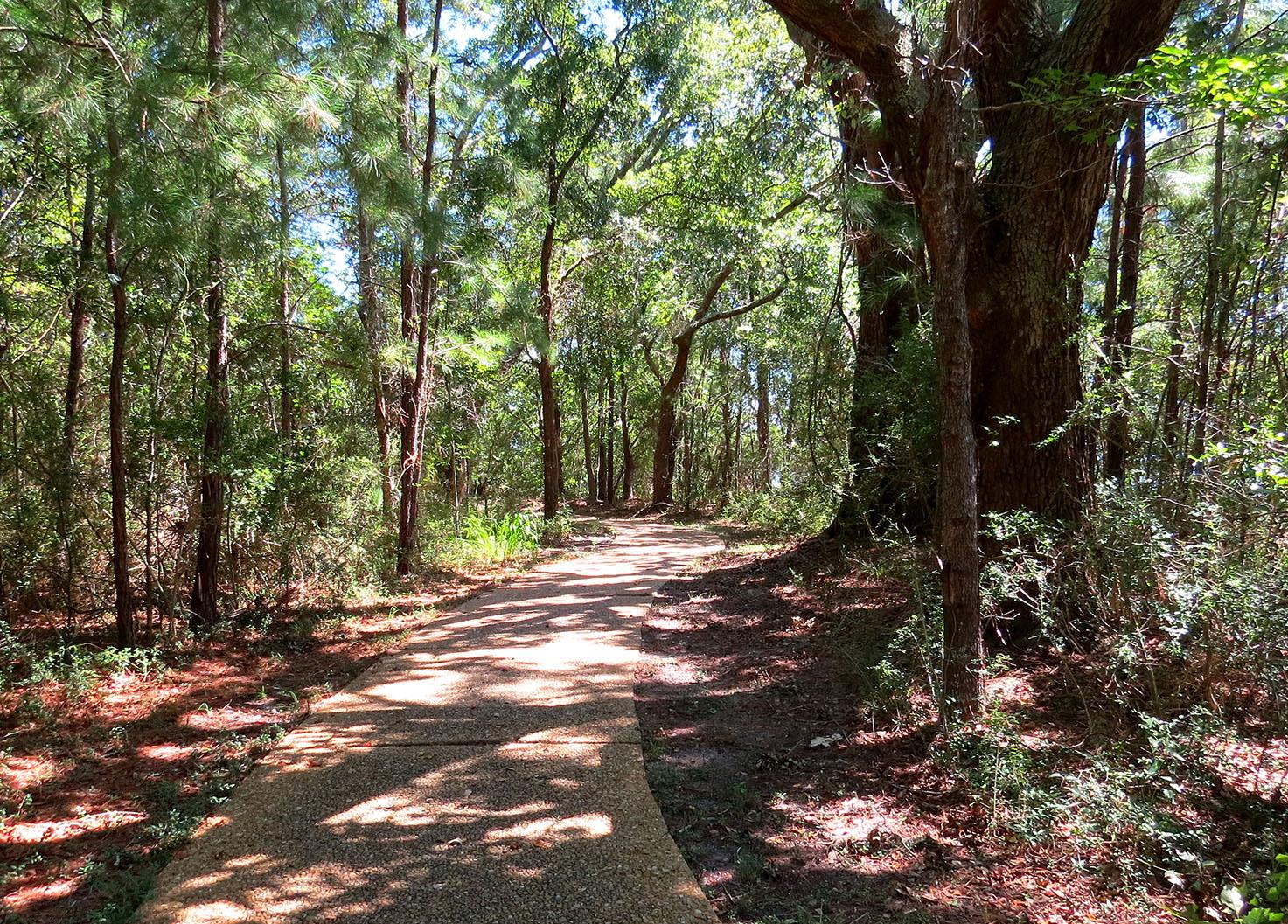 Trees with shadow