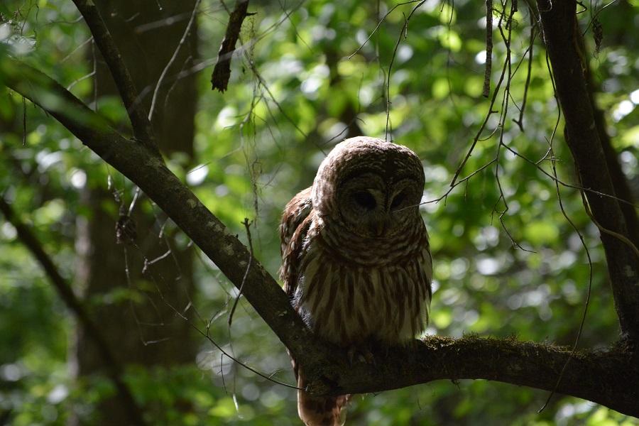 Barred owl sitting on a branch looking towards ground in the direction of the camera