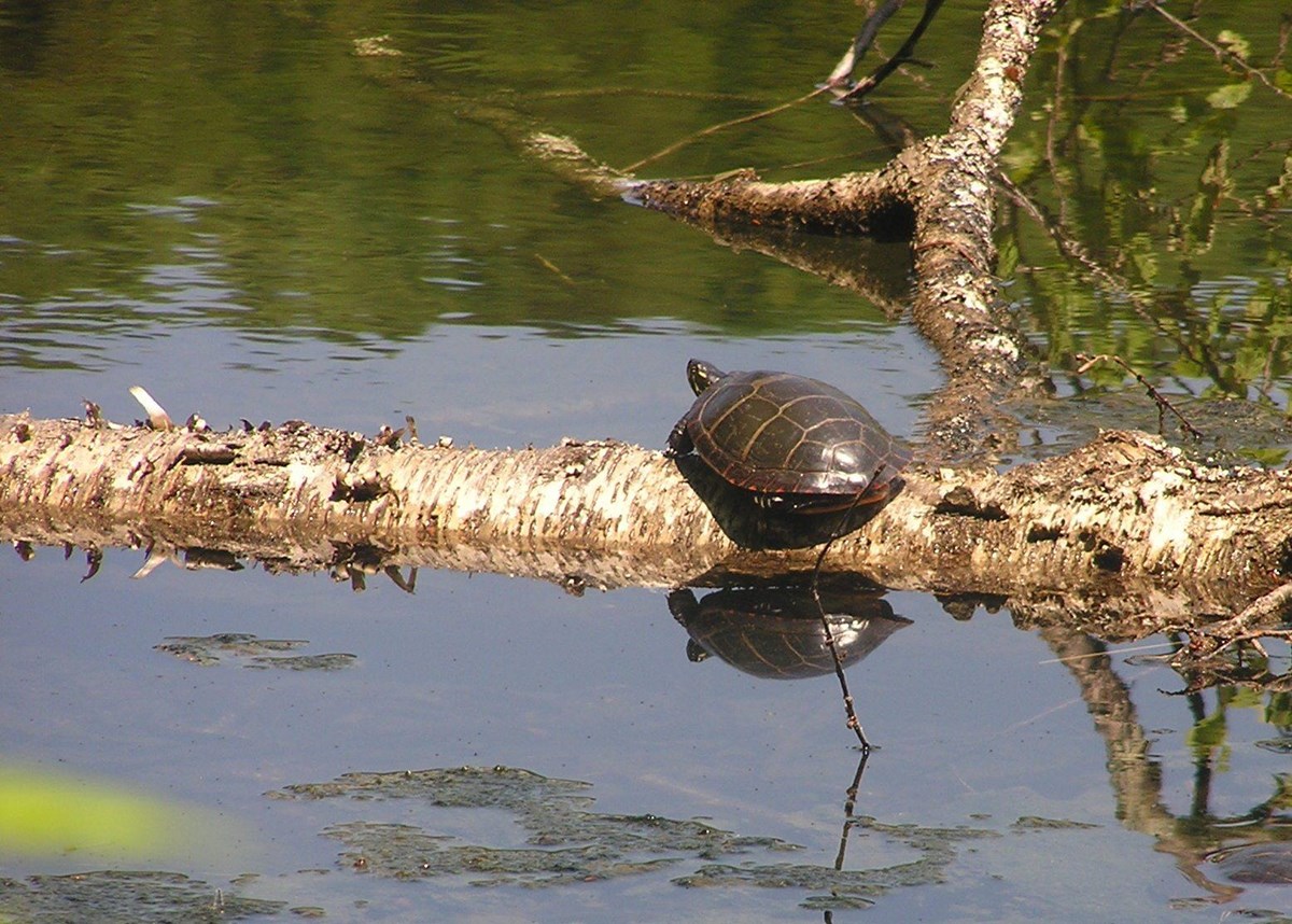 Painted Turtle on log at Pogue