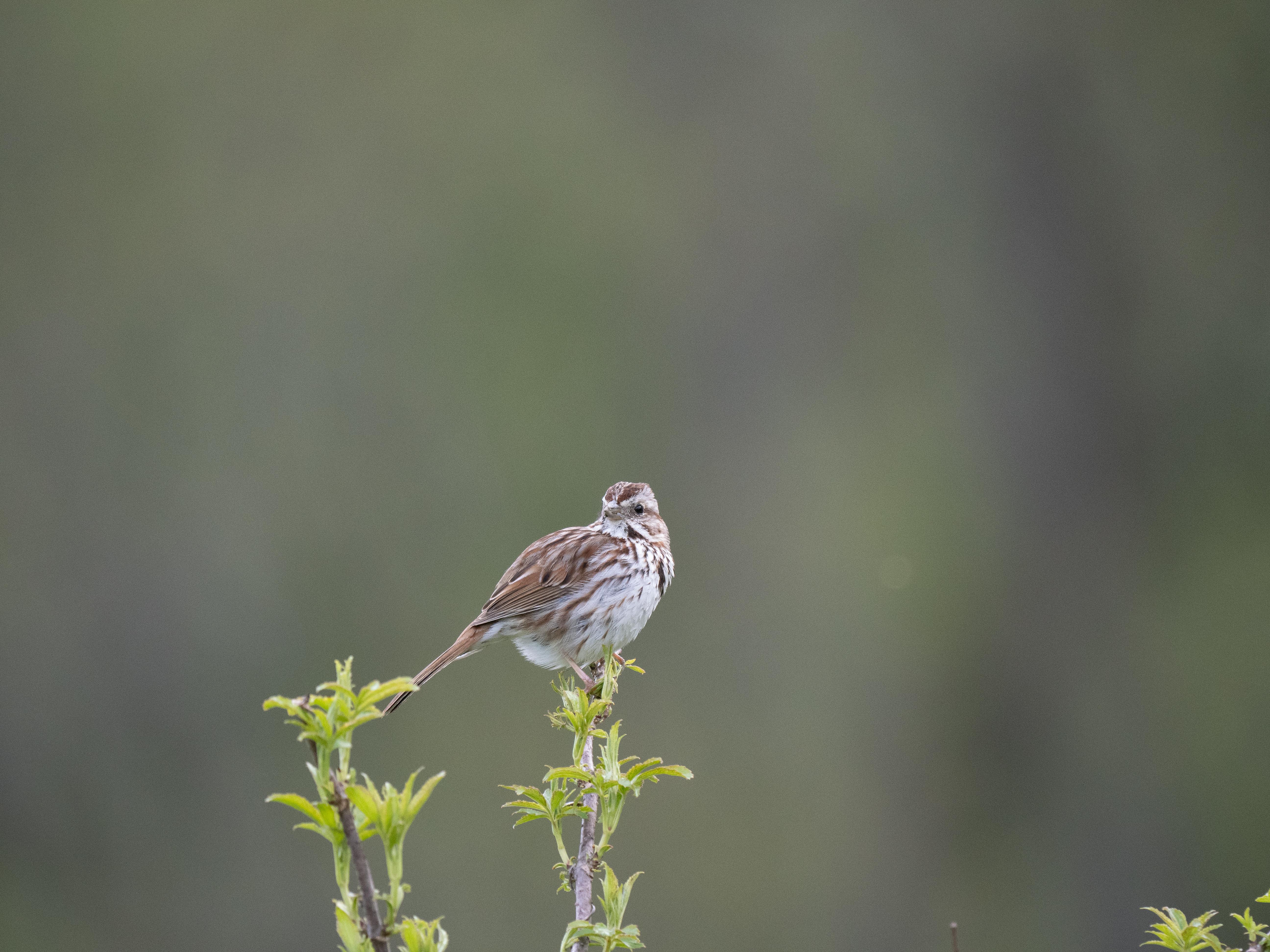 Morning Bird Walk