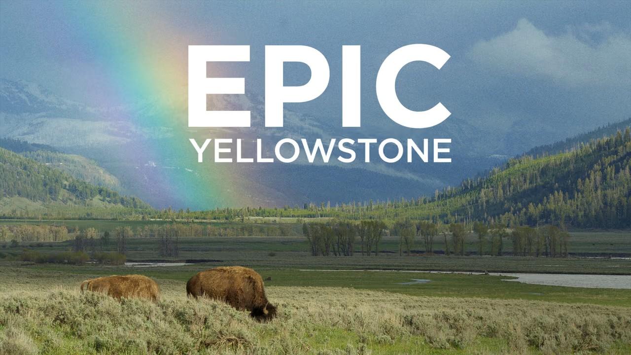 Two bison in a field with mountains and rainbow in the background with text Epic Yellowstone