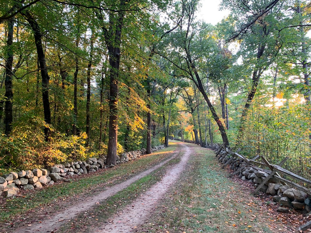 A colonial dirt road flanked by stone walls runs through a stand of towering green trees