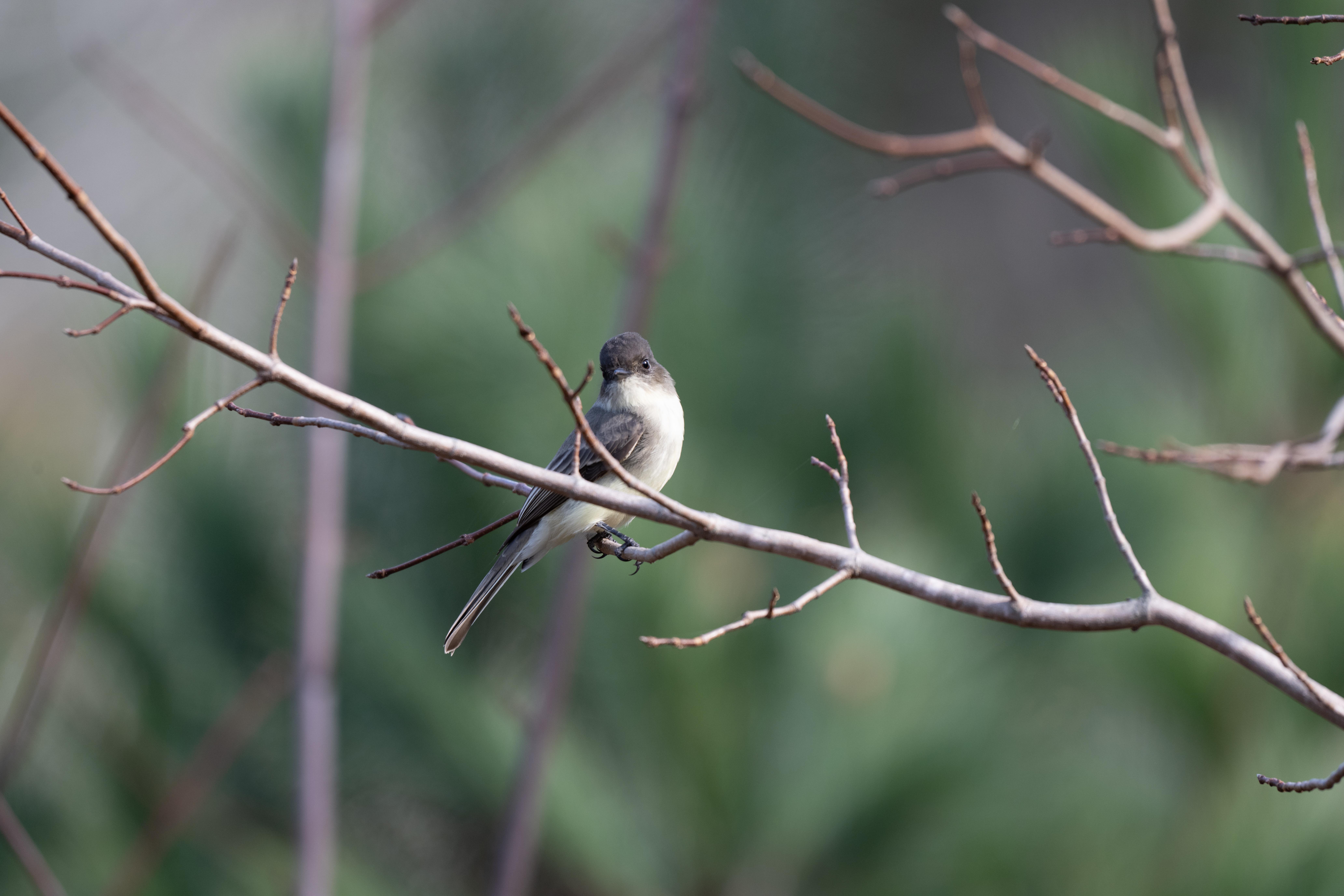 Bird Walk at Tekakapimek Contact Station