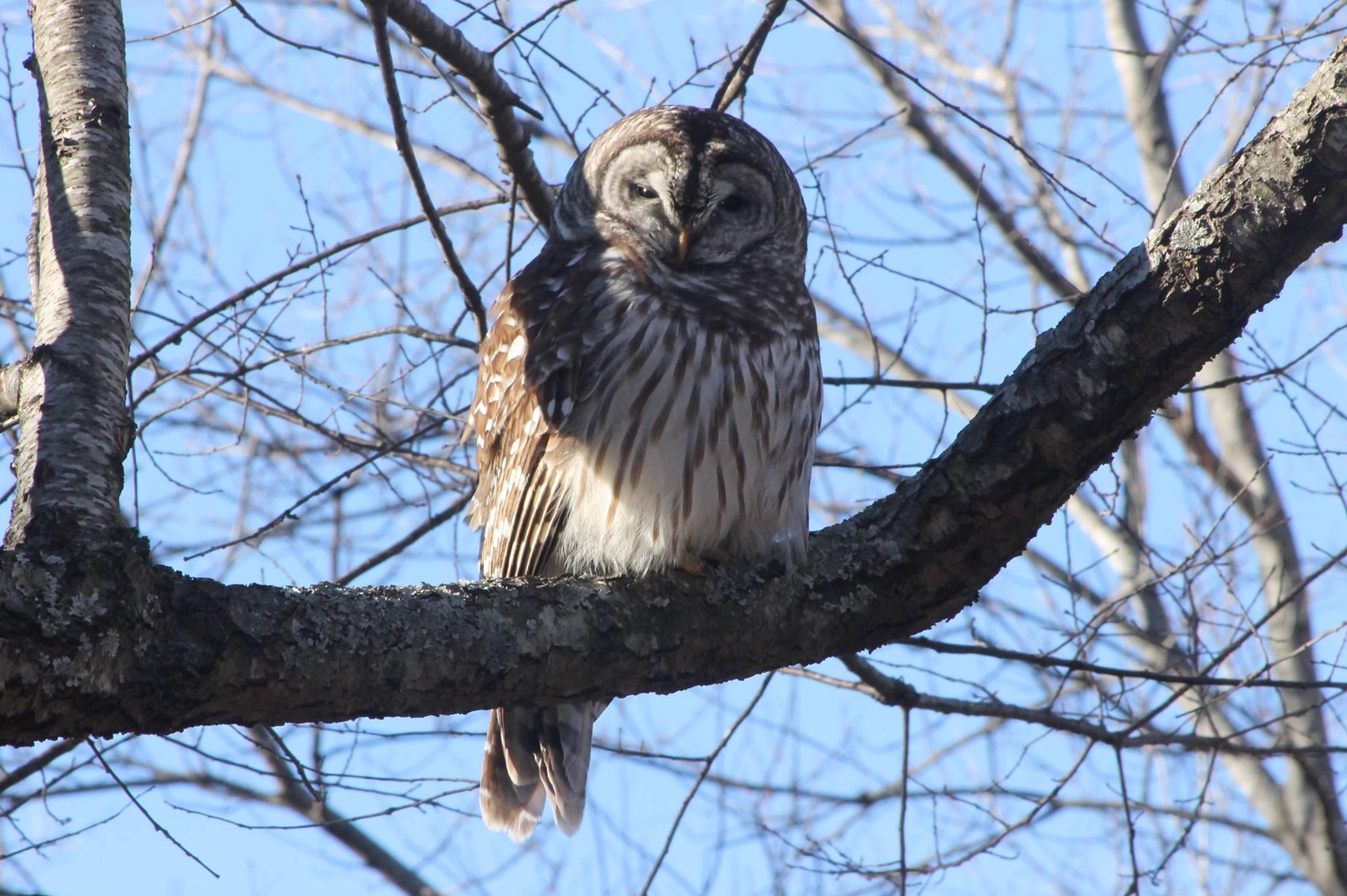 Barred owl perched on a tree branch
