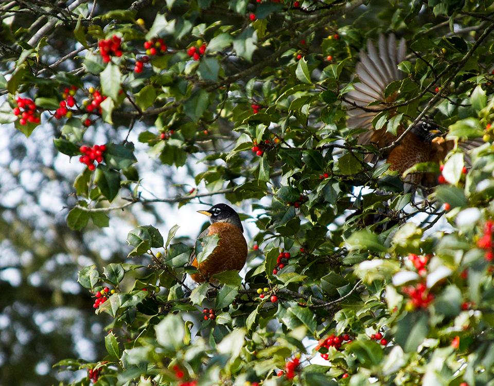 Two robins sit in a holly tree.