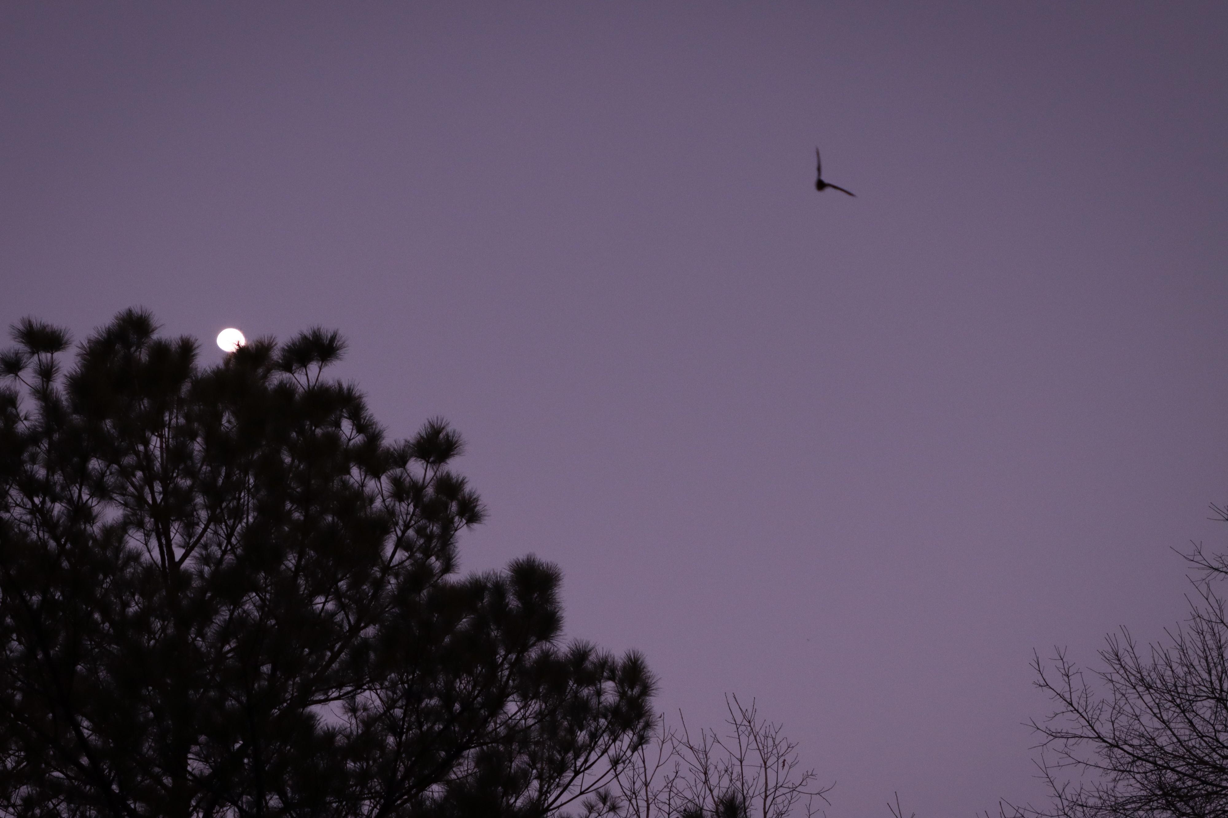 Silhouette of a bat in flight against a purple twilight sky with dark trees and the rising Moon.