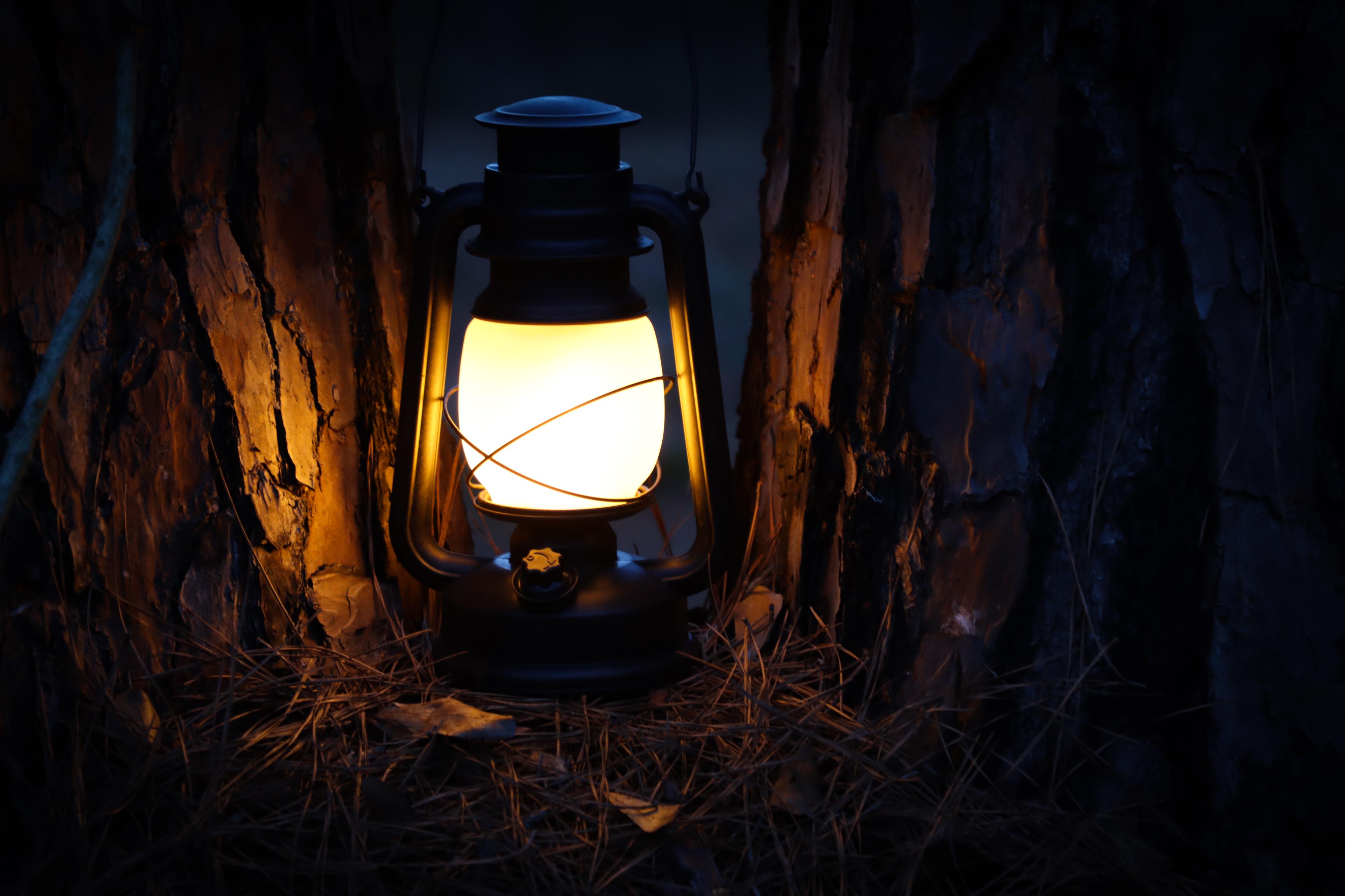 An old-fashioned lamp replica resting in a gap between 2 pine trees at night.