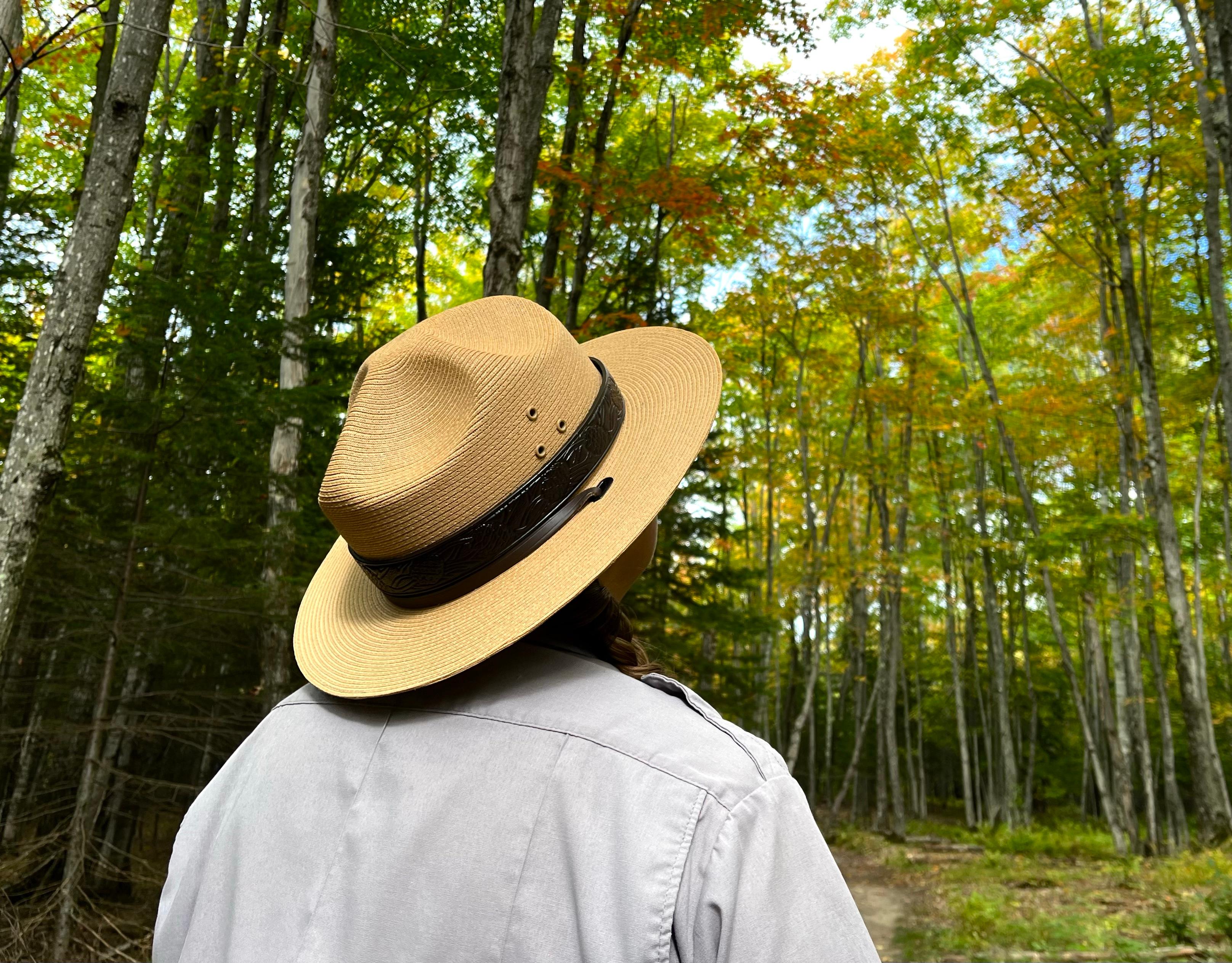 A ranger in a straw flat hat looks upwards at trees with green and yellow leaves