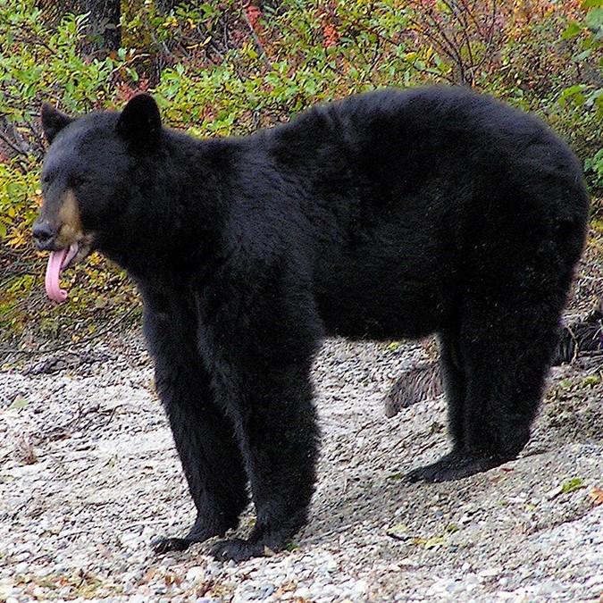 Black bear sticks its tongue out as it stands on gray pebbles. Green shrubs line the back.