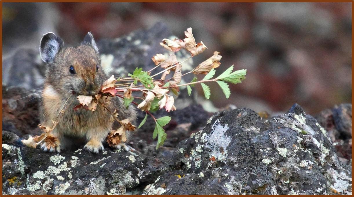 A pika (a grey animal about the size of a potato) holds shrubbery in it's mouth as it sits atop lava