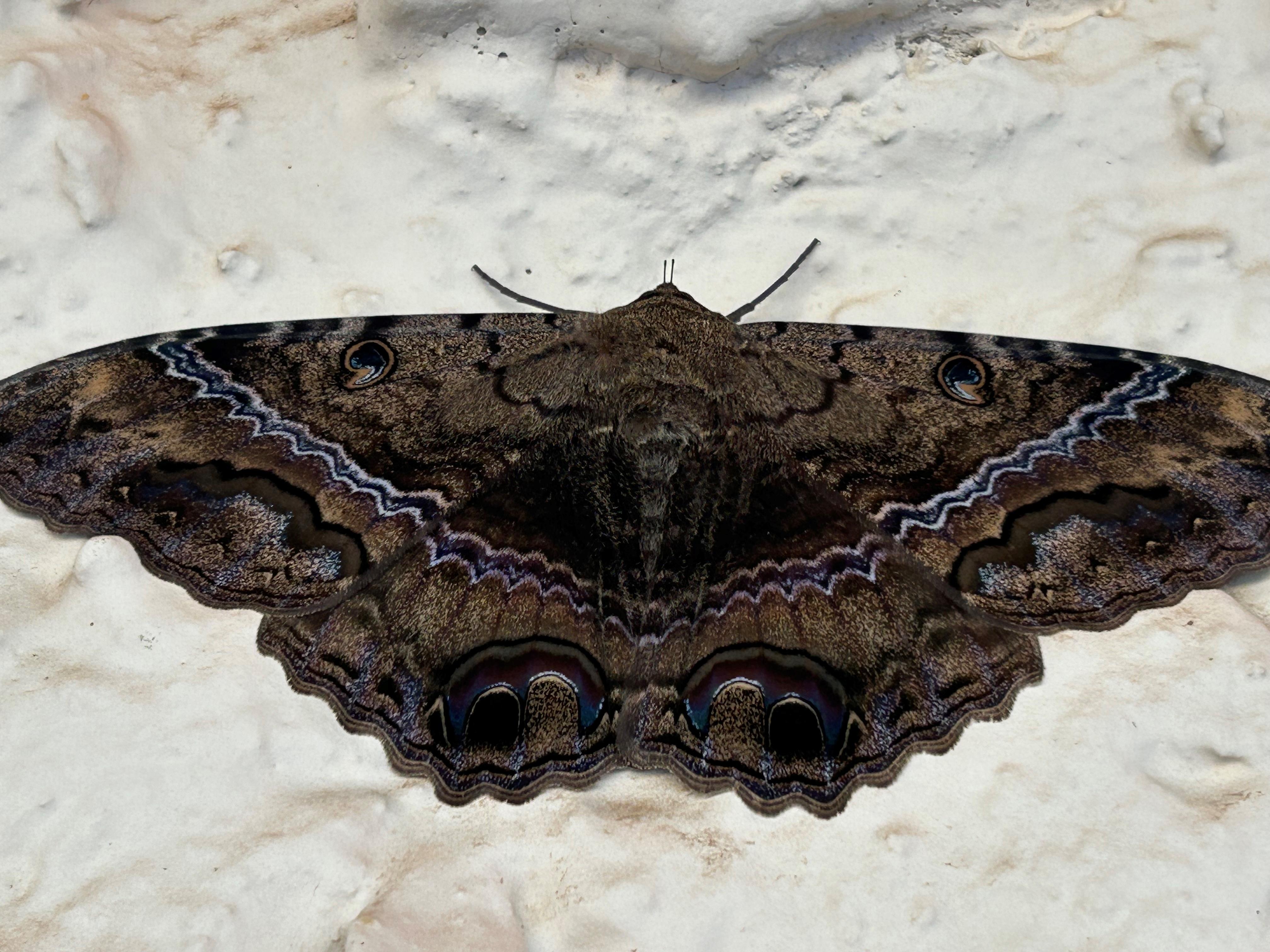 Image of a moth, with its wings spread wide