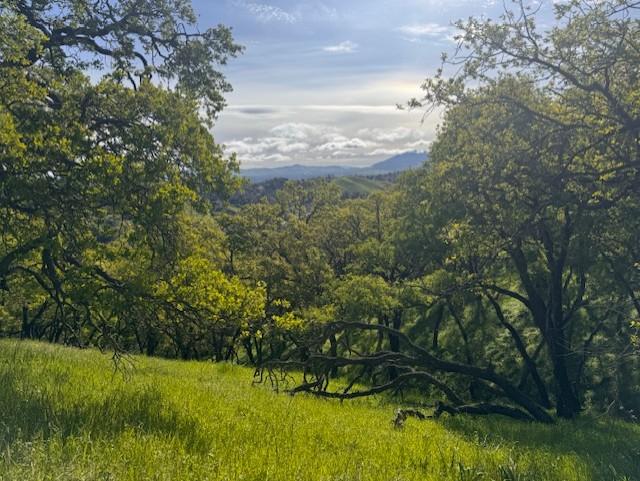 A view of grass, trees, and hills from a Mt. Wanda trail.