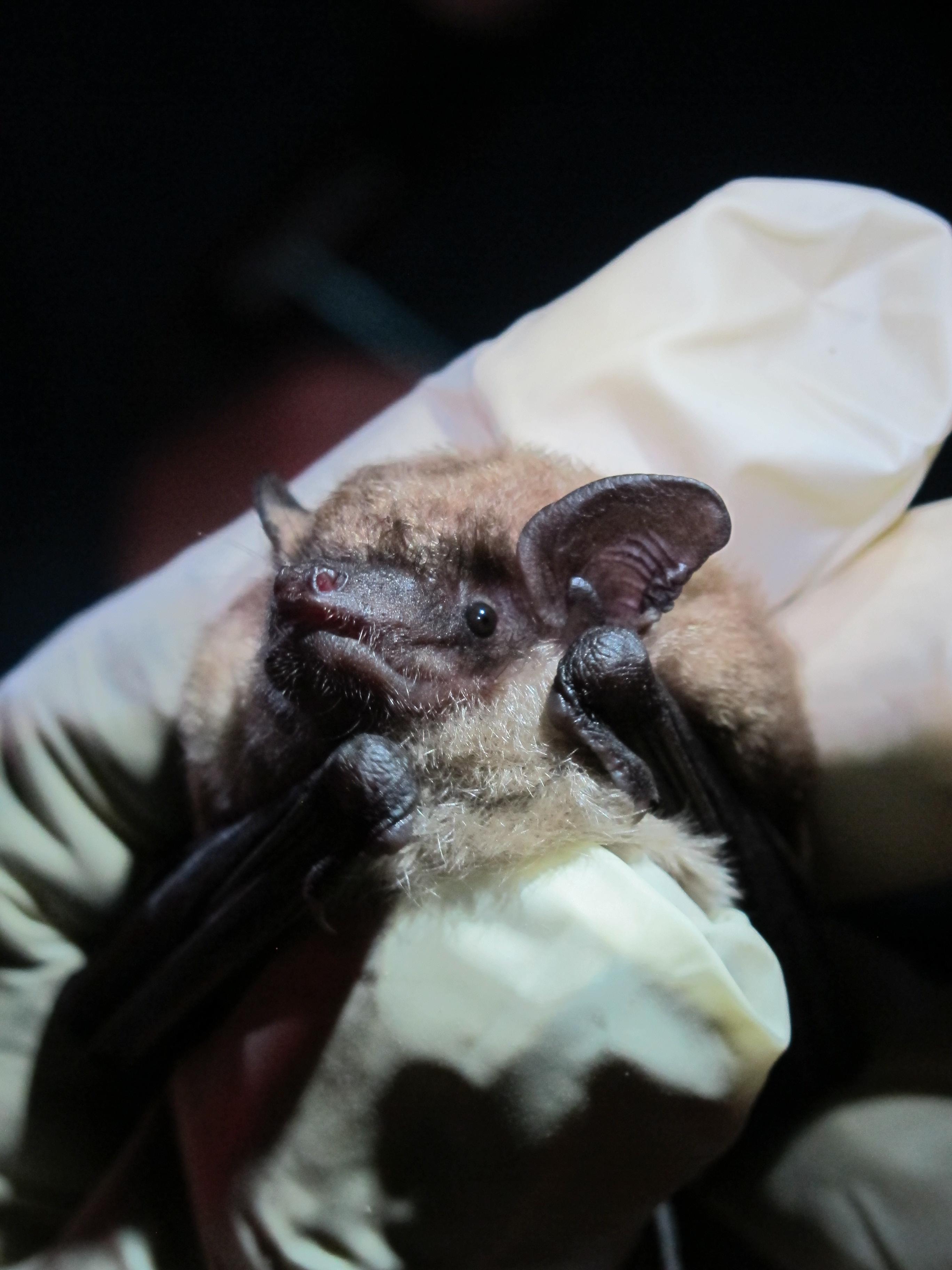 Bats and Bat Conservation Program