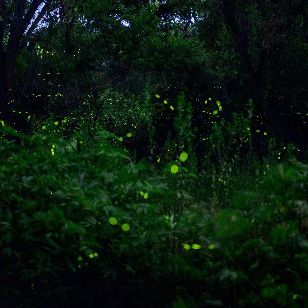 Trailing light green dots over a darker green background of trees
