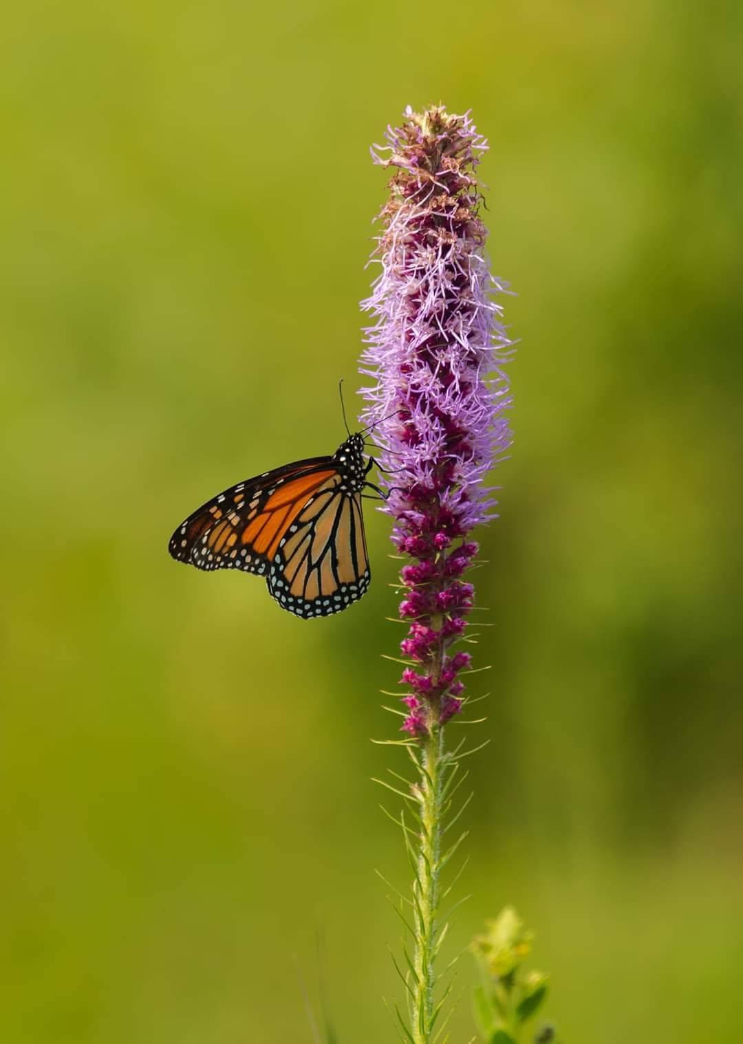 RESCHEDULED: Monarch Tagging Bioblitz