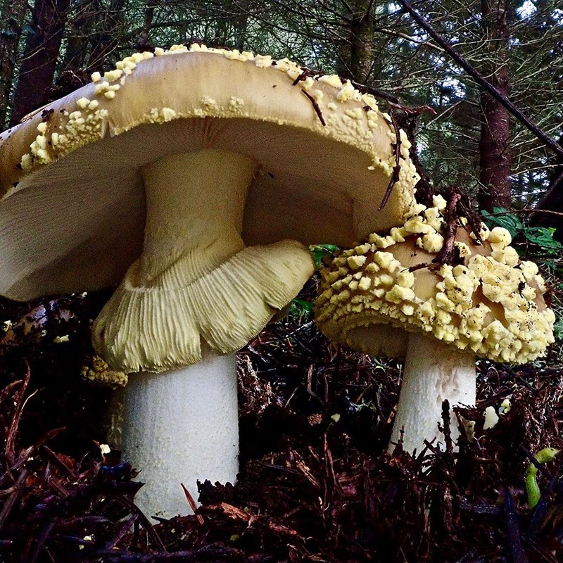 Two mushrooms with white stalks and tan-colored caps that are covered in yellow, irregularly-shaped