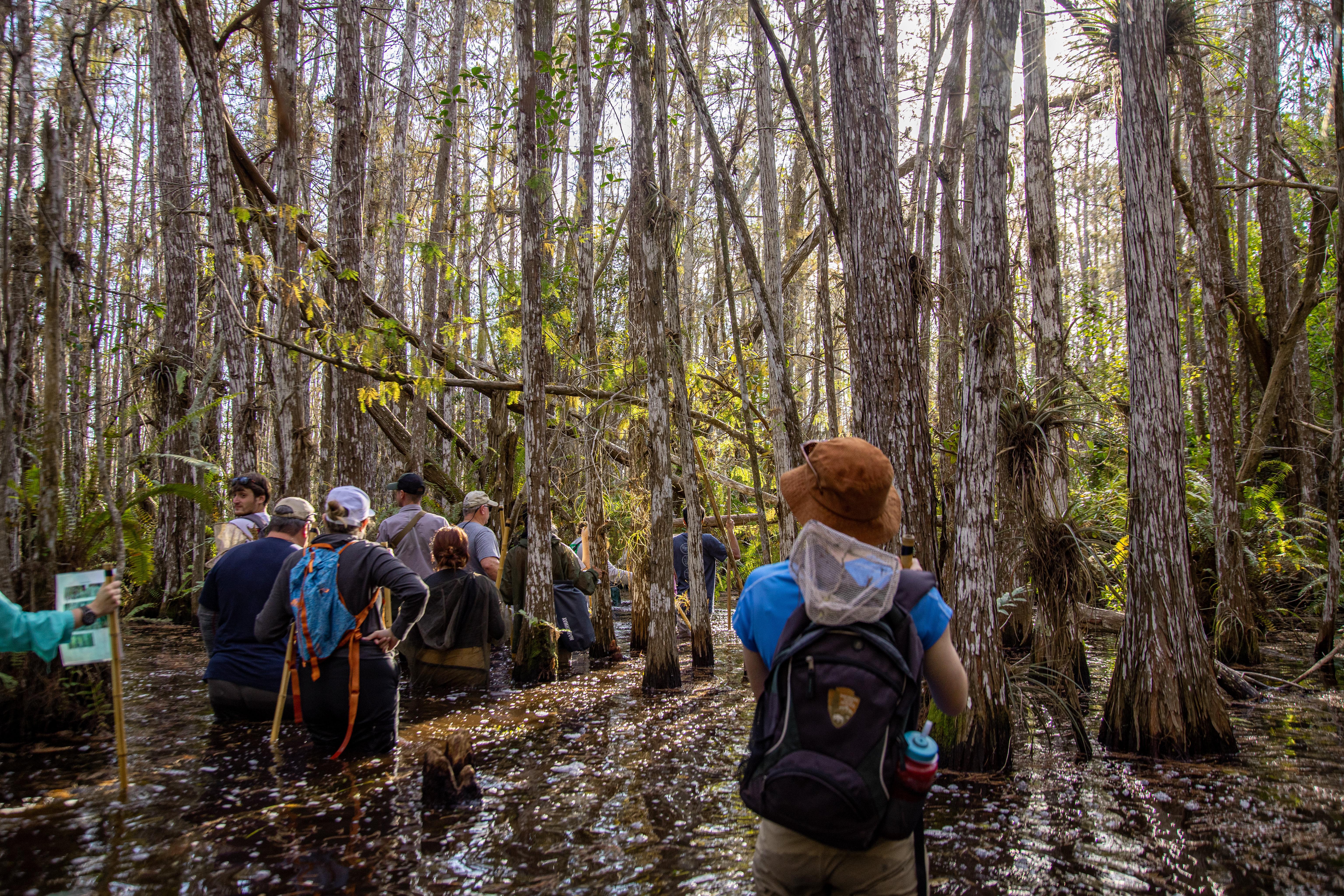 National Public Lands Day: BioBlitz in Cypress Dome at Everglades National Park — Outdoors · Homestead