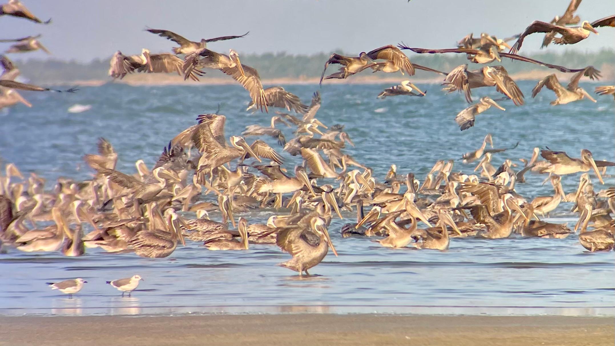 Flock of Pelicans take off on the beach.