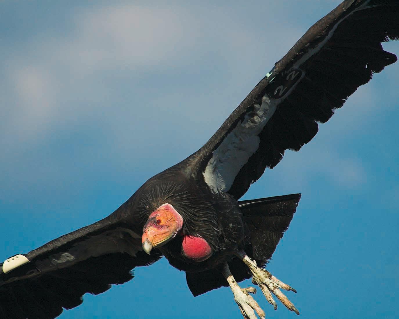California condor flying against a blue sky.