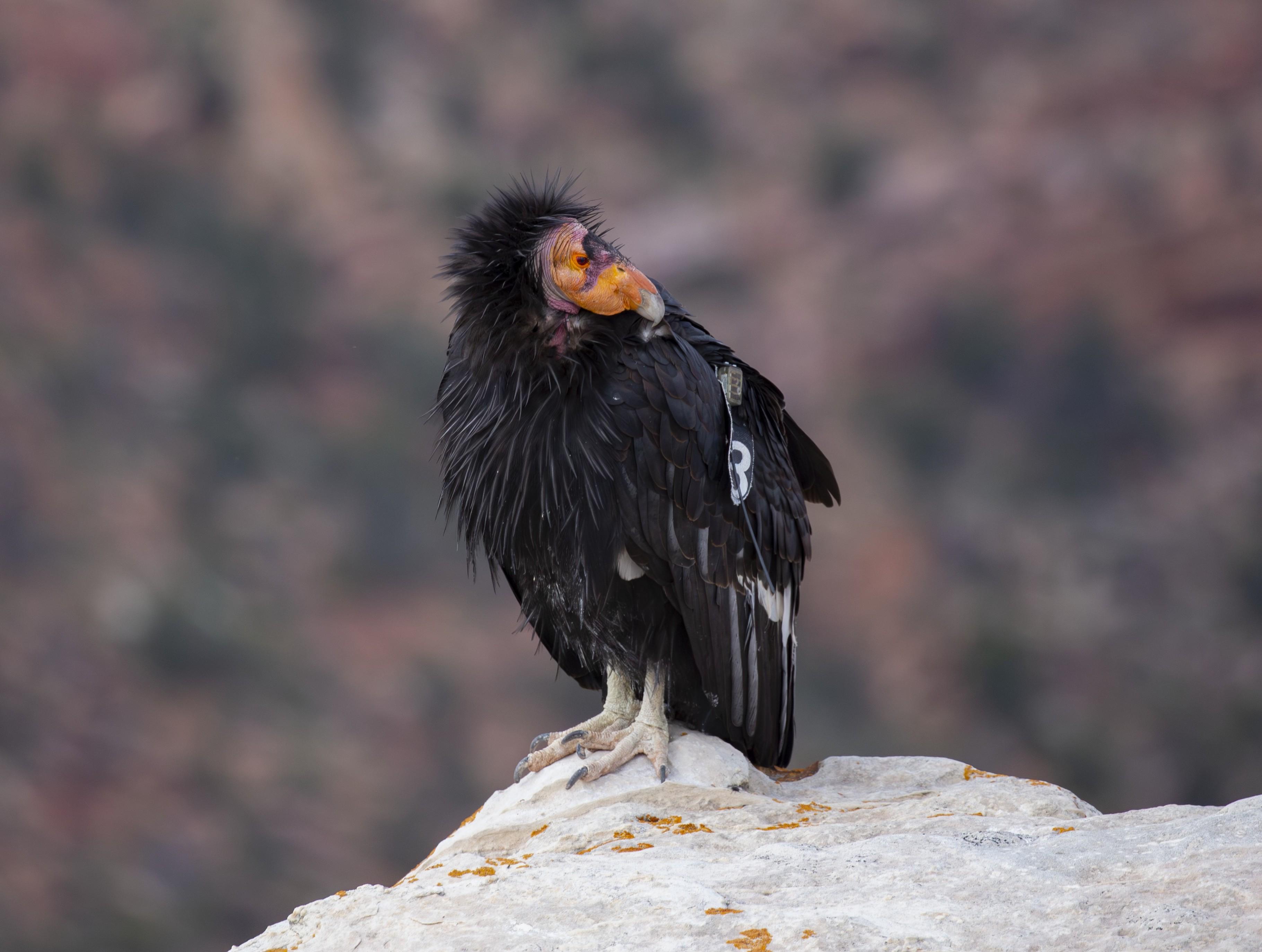 A large black bird with a red face sits on a white rock ledge.