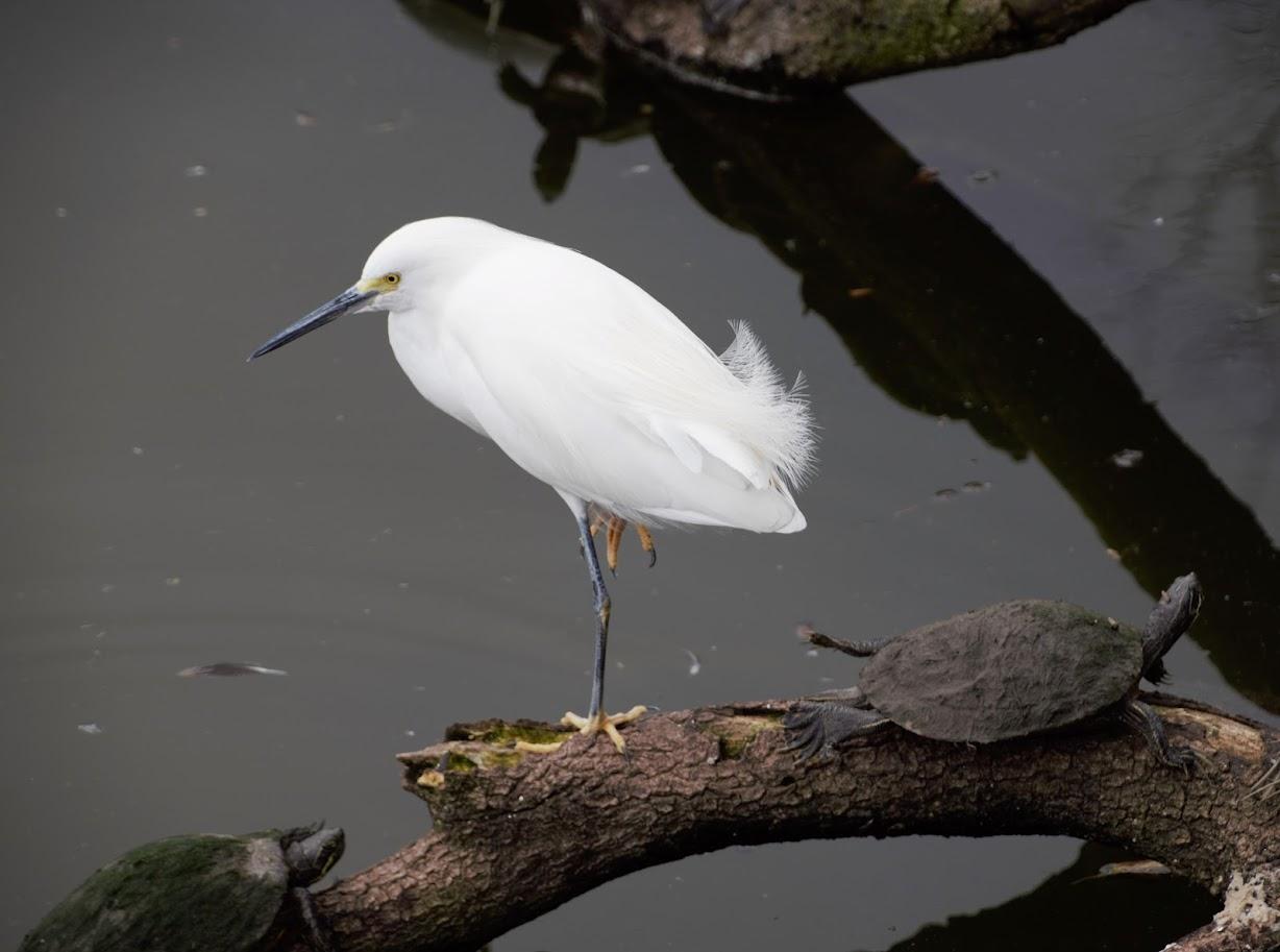 Snowy egret standing on log next to turtle
