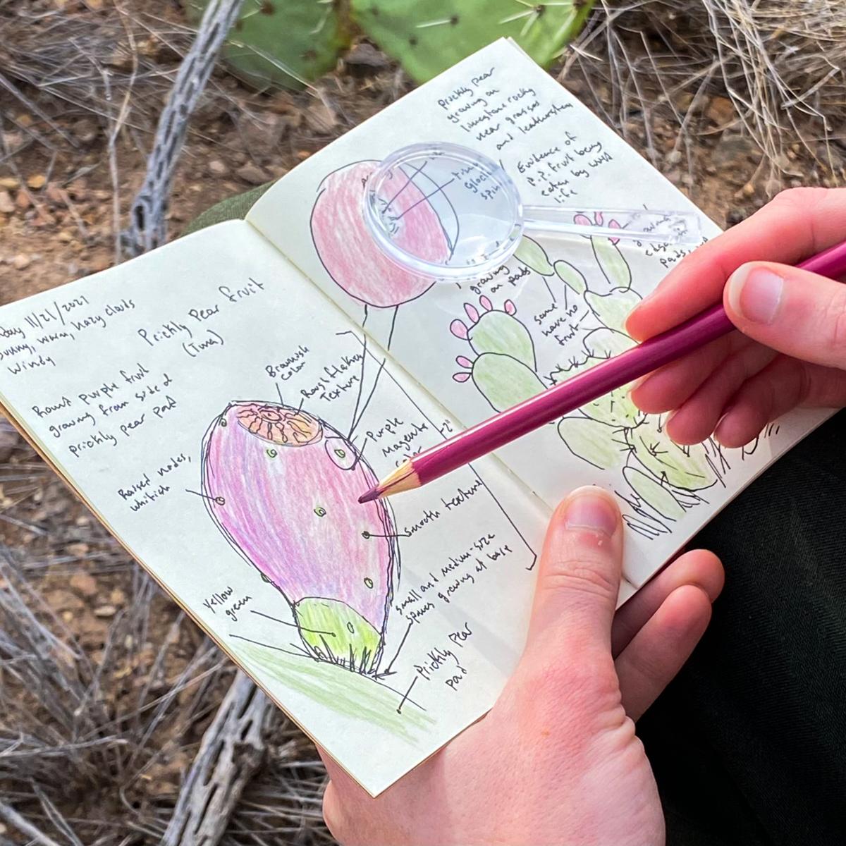 An artist colors a drawing of a prickly pear fruit in their nature journal.