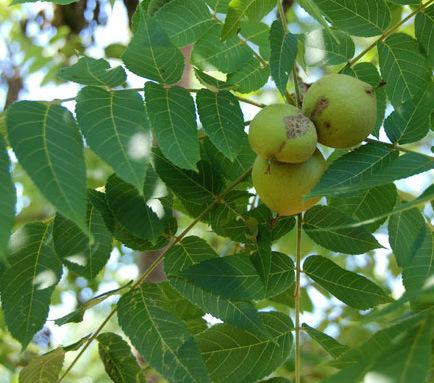 Green walnuts on a branch with leaves