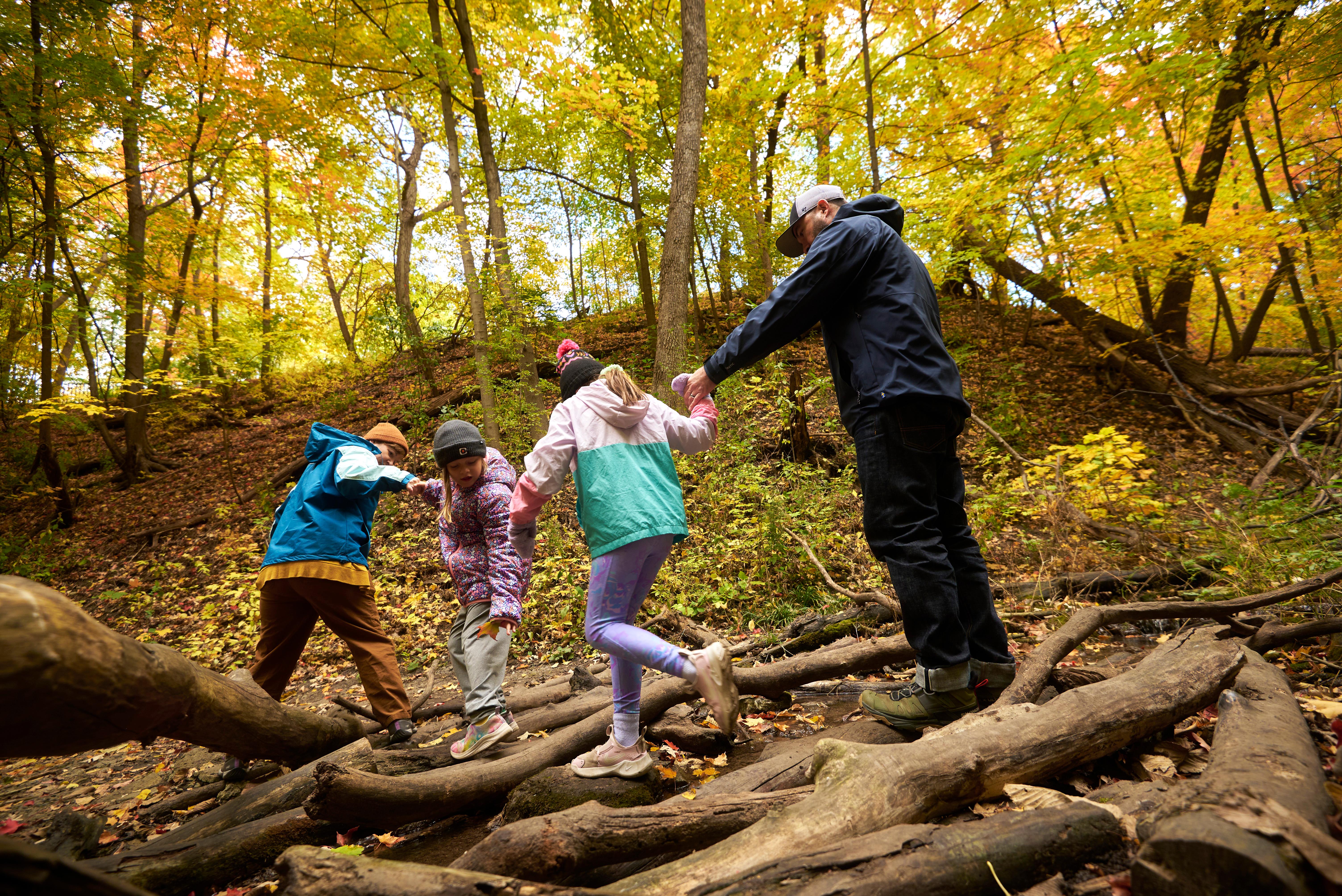 Visitors on a guided hike step over downed tree limbs in a forest with yellow leaves.