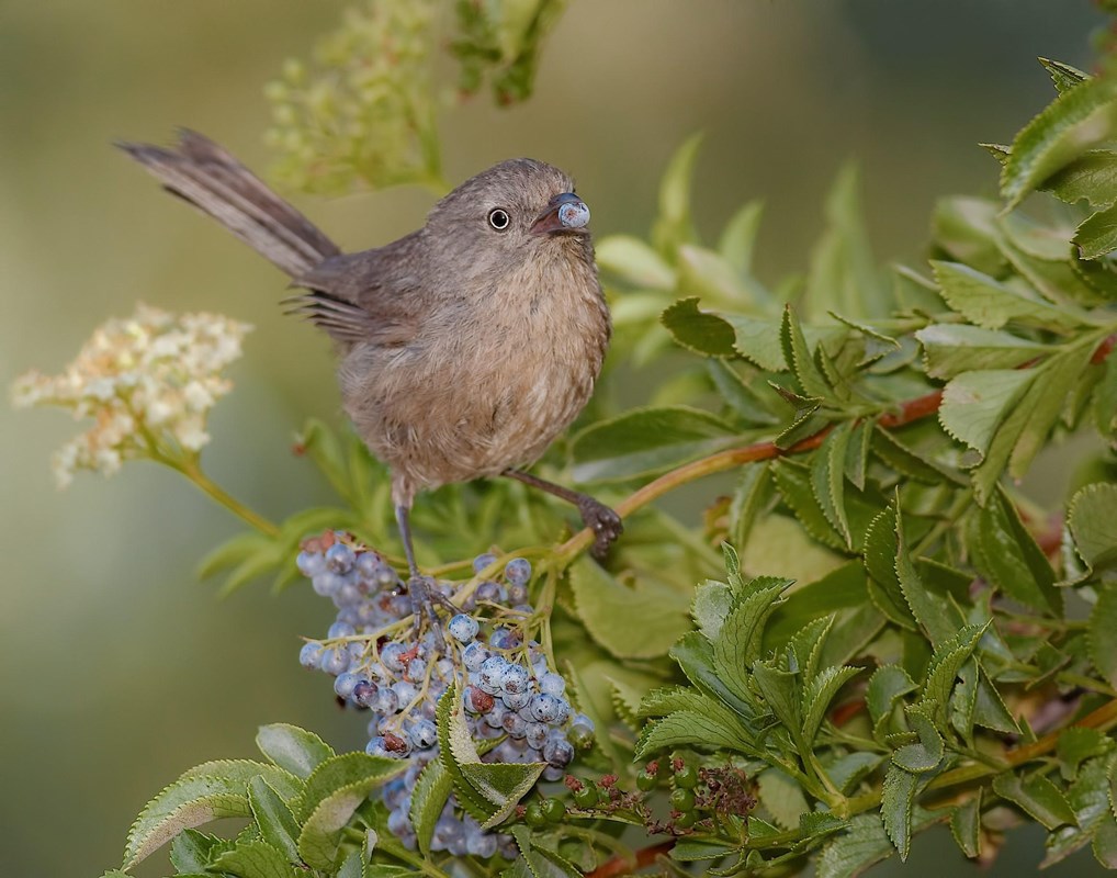 Brown bird eating a berry, sitting on a green leaf filled branch.