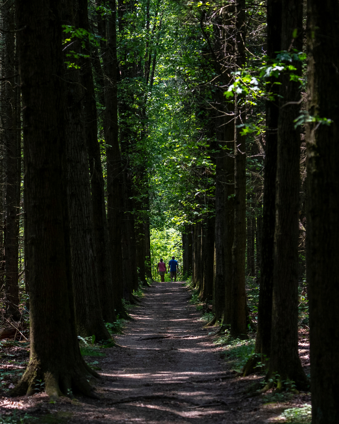 Two people hike through a narrow row of pine trees. The trail is heavily shaded by the dense trees.