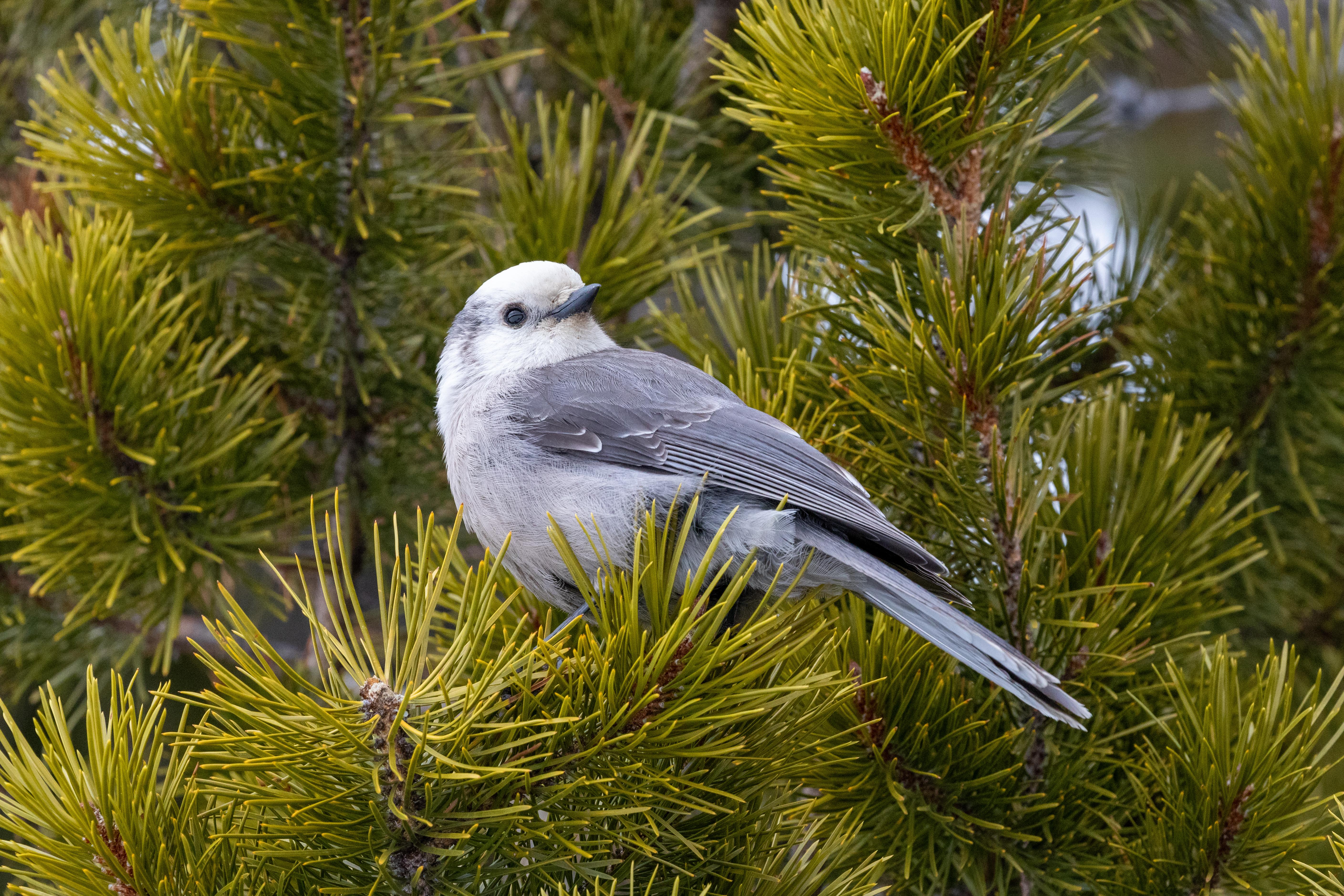 Canada Jay perched in the branches of a pine tree