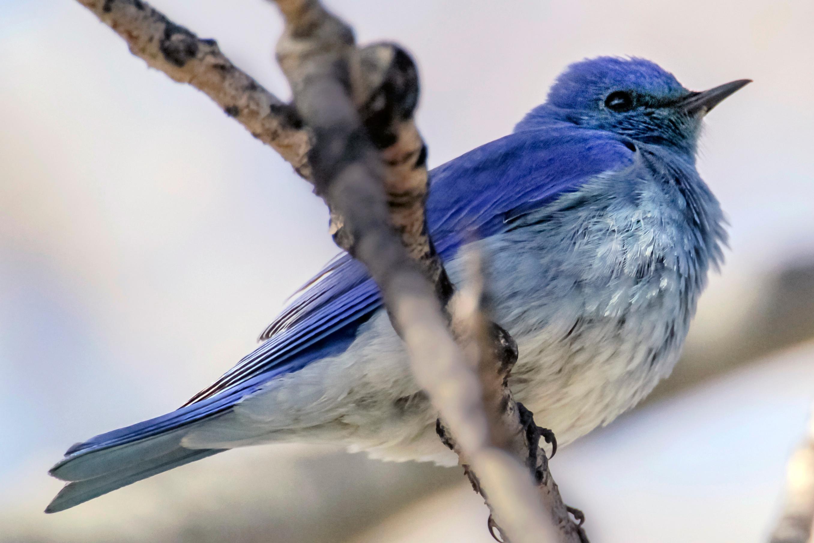 Mountain Bluebird perched on a tree branch