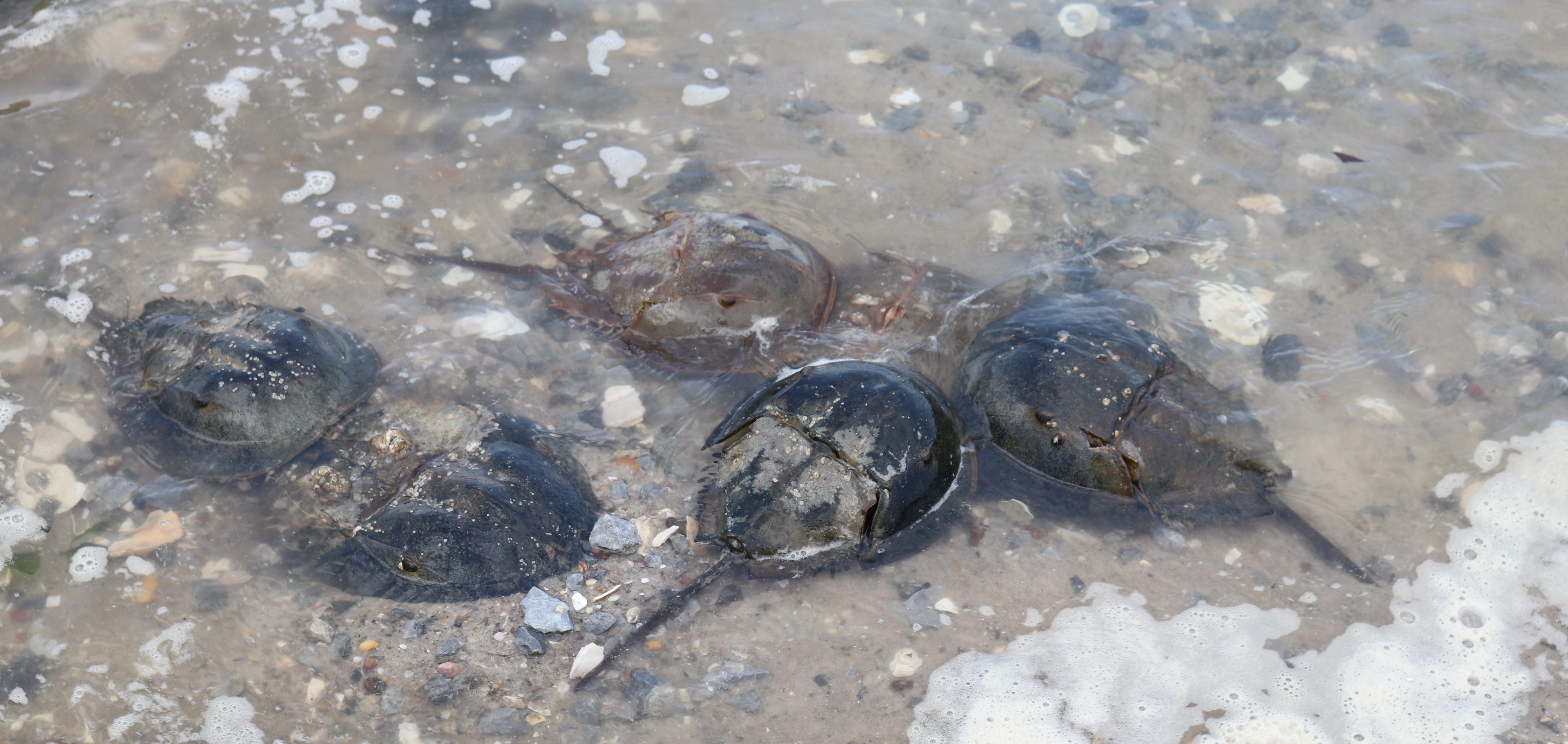 Horseshoe crabs in water